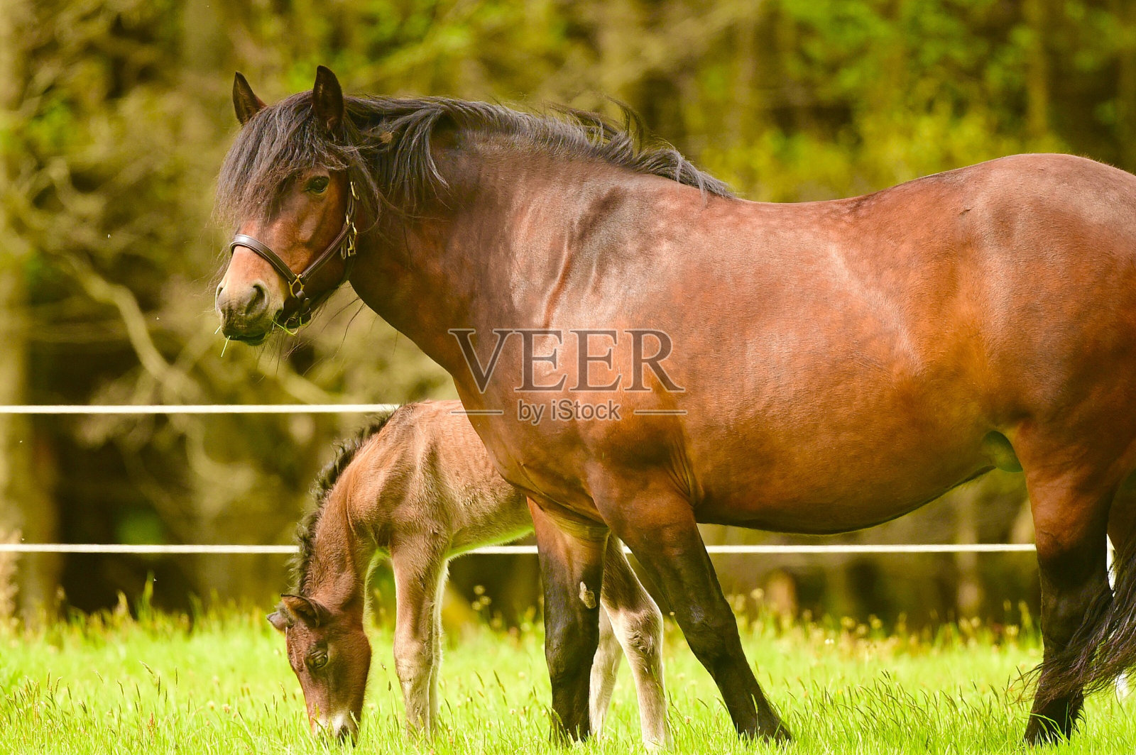 马驹和母马照片摄影图片