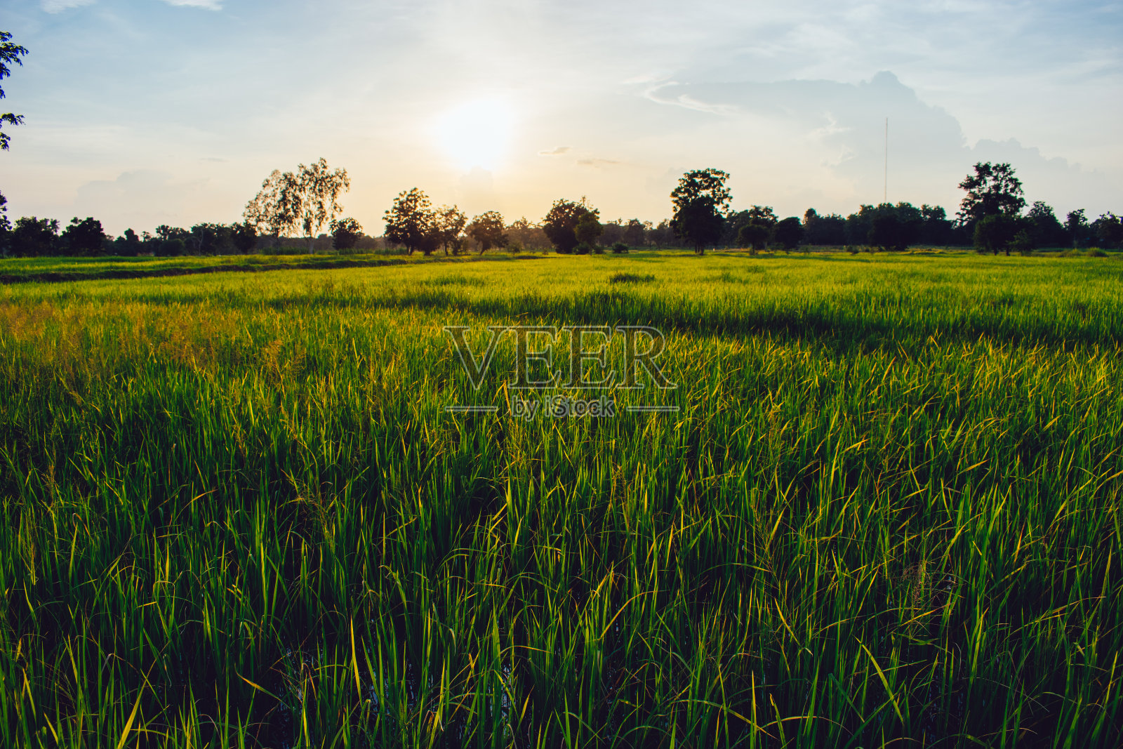 泰国美丽的稻田照片摄影图片