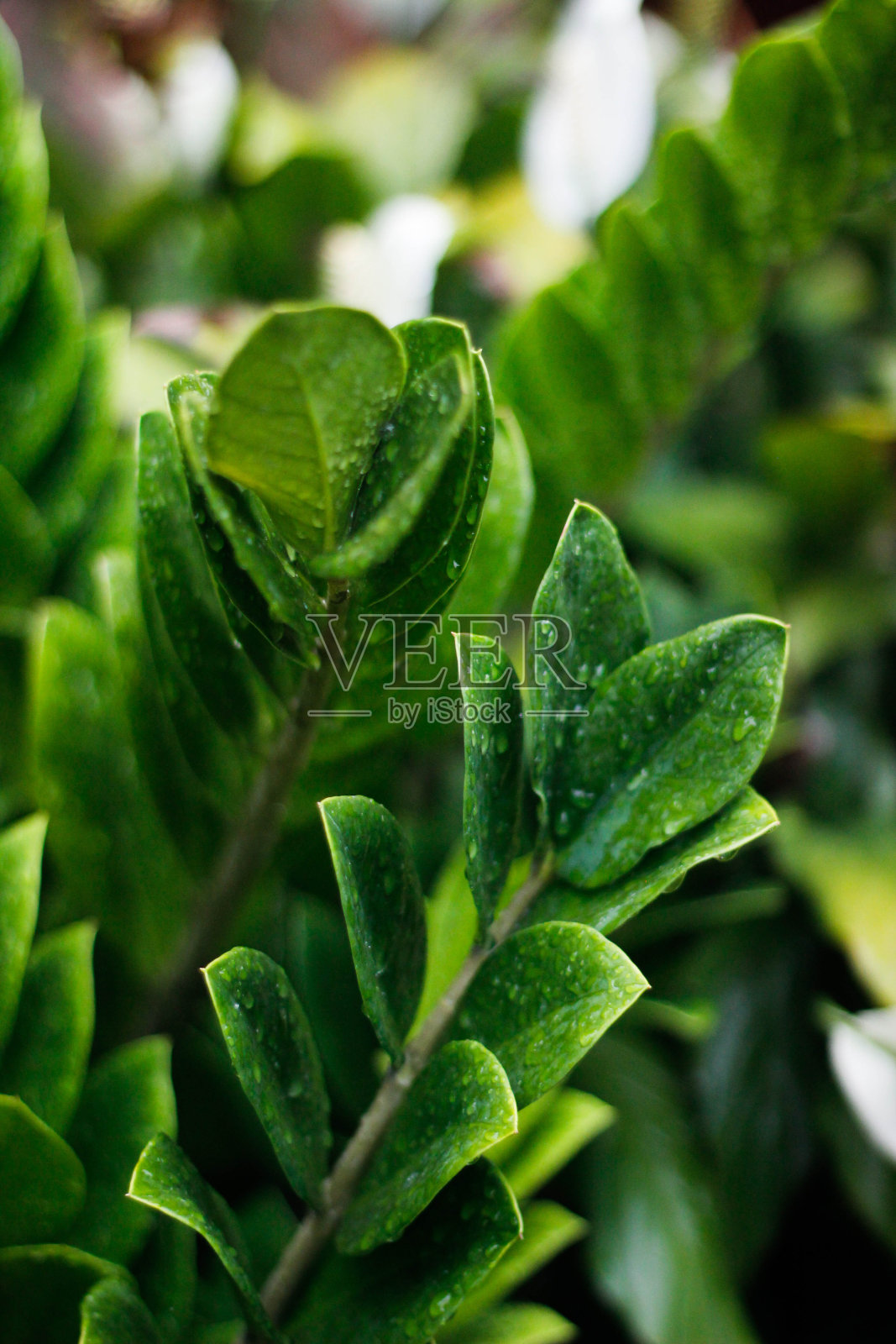 近距离观察Zamioculcas宝石或zz植物照片摄影图片