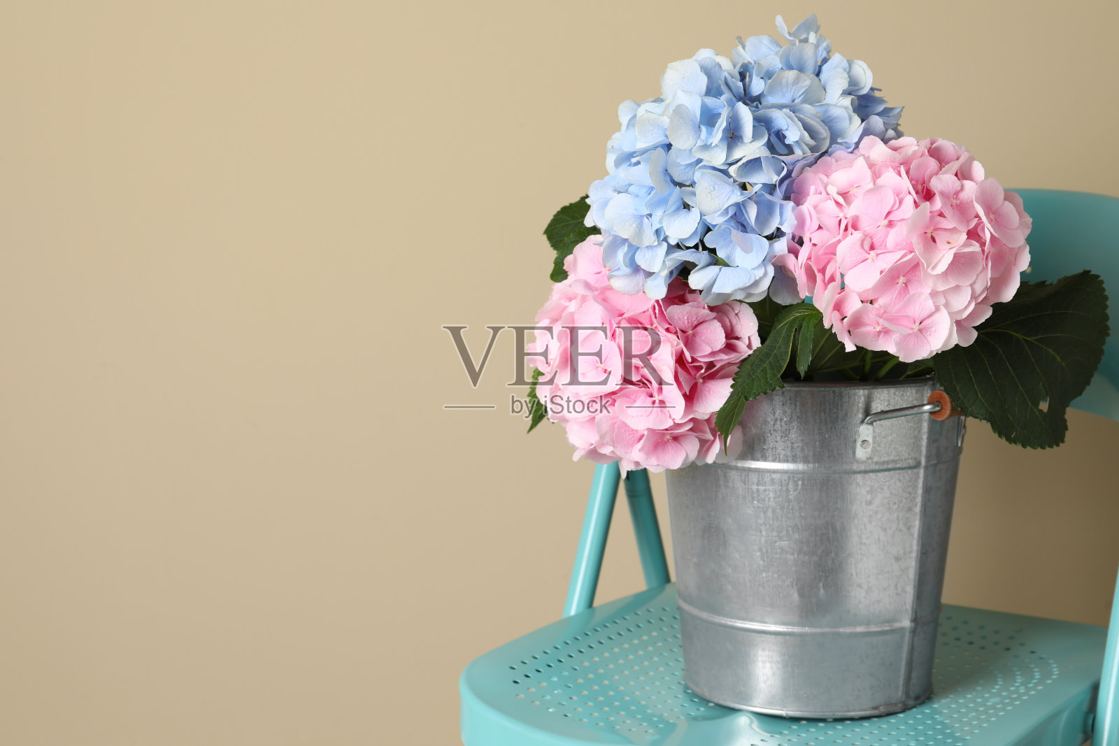 美丽的霍坦花在桶在椅子附近米色墙壁。空间的文本照片摄影图片