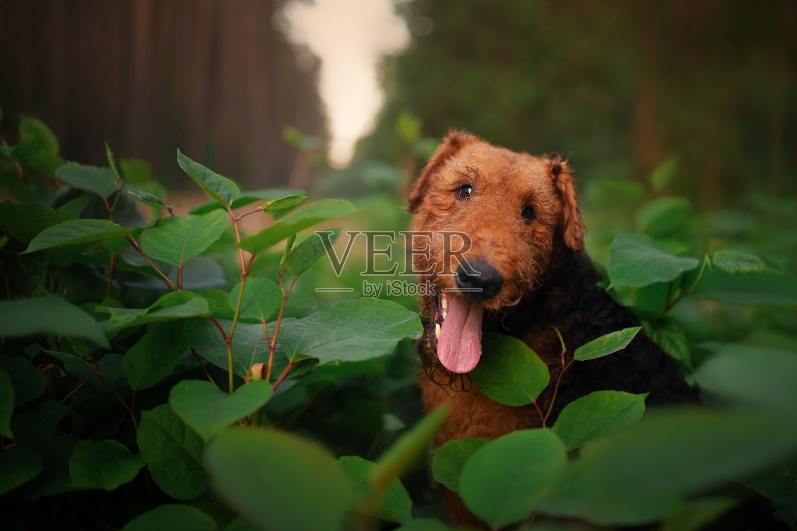 爱犬狗肖像照片摄影图片