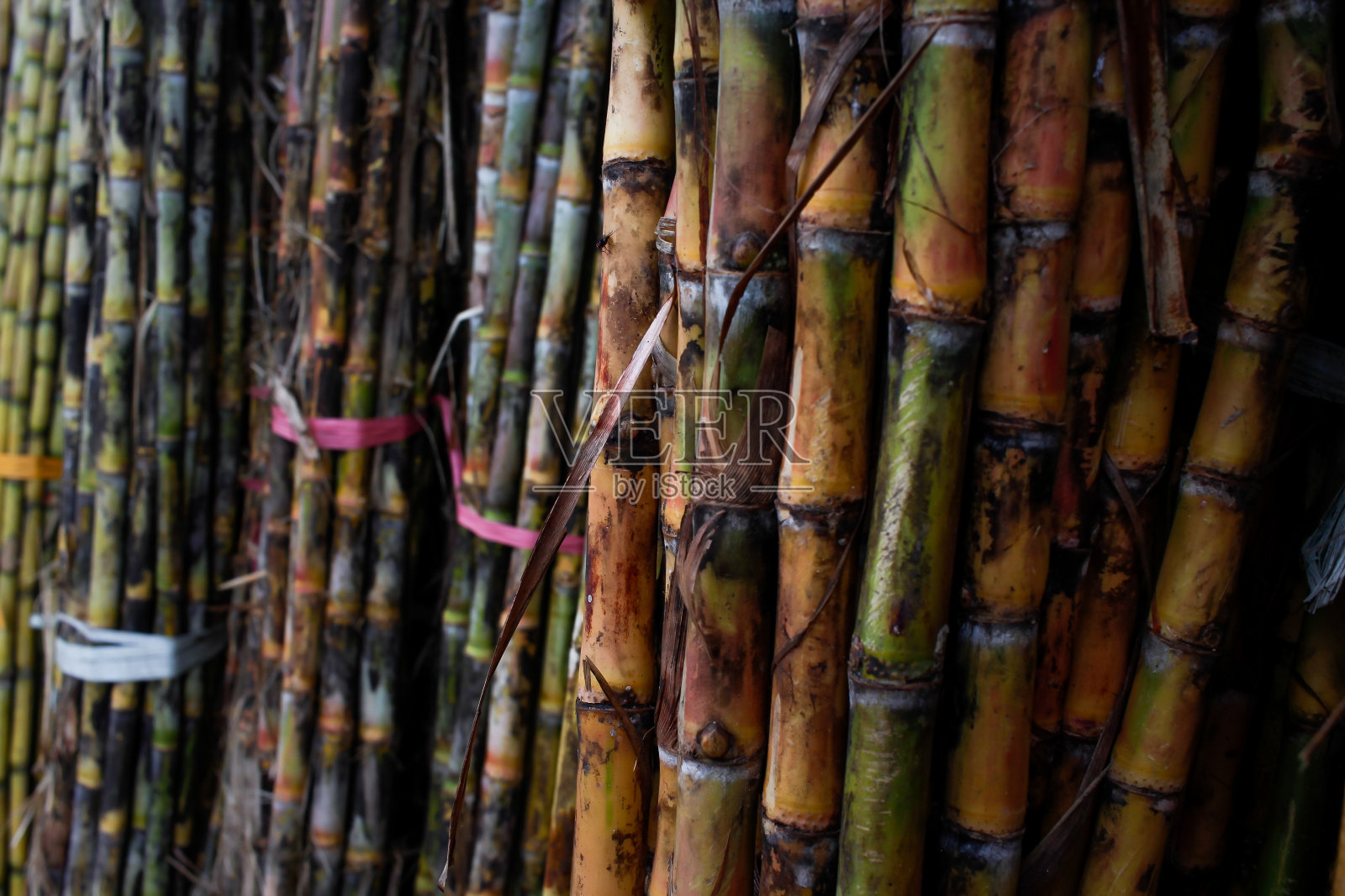 有机农场中一捆捆甘蔗的低角度视图照片摄影图片