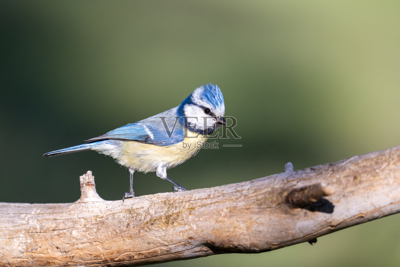 欧亚蓝山雀照片摄影图片
