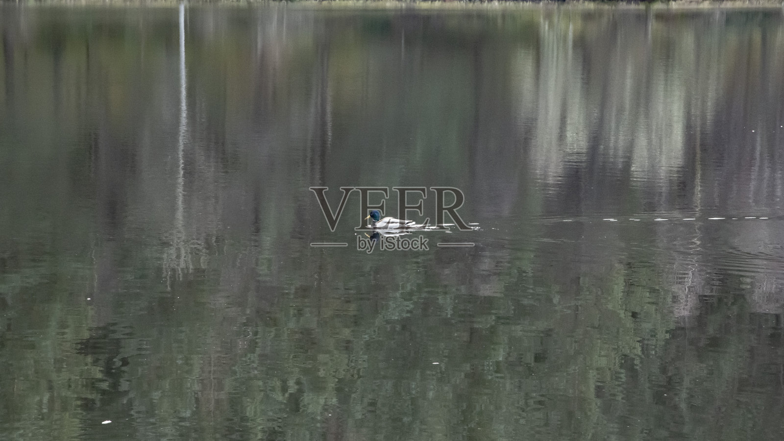 男性的野鸭。照片摄影图片