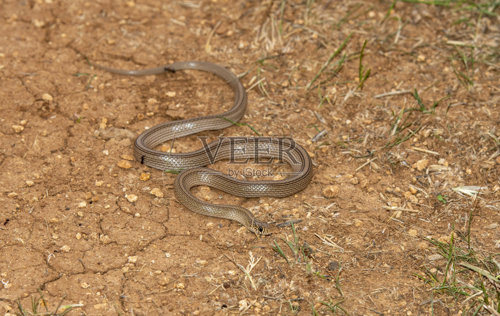 窄条纹矮人赛蛇照片摄影图片