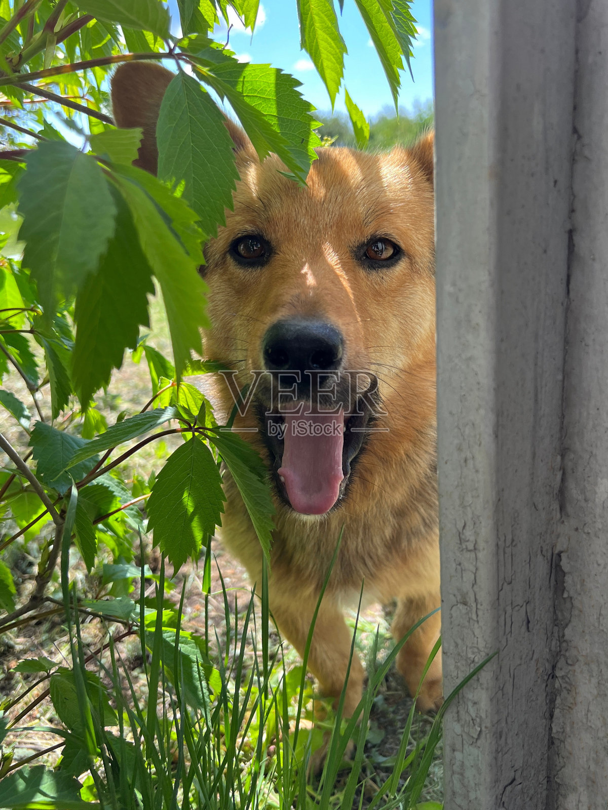 一只有趣的长耳朵的狗伸出舌头往门里看。照片摄影图片