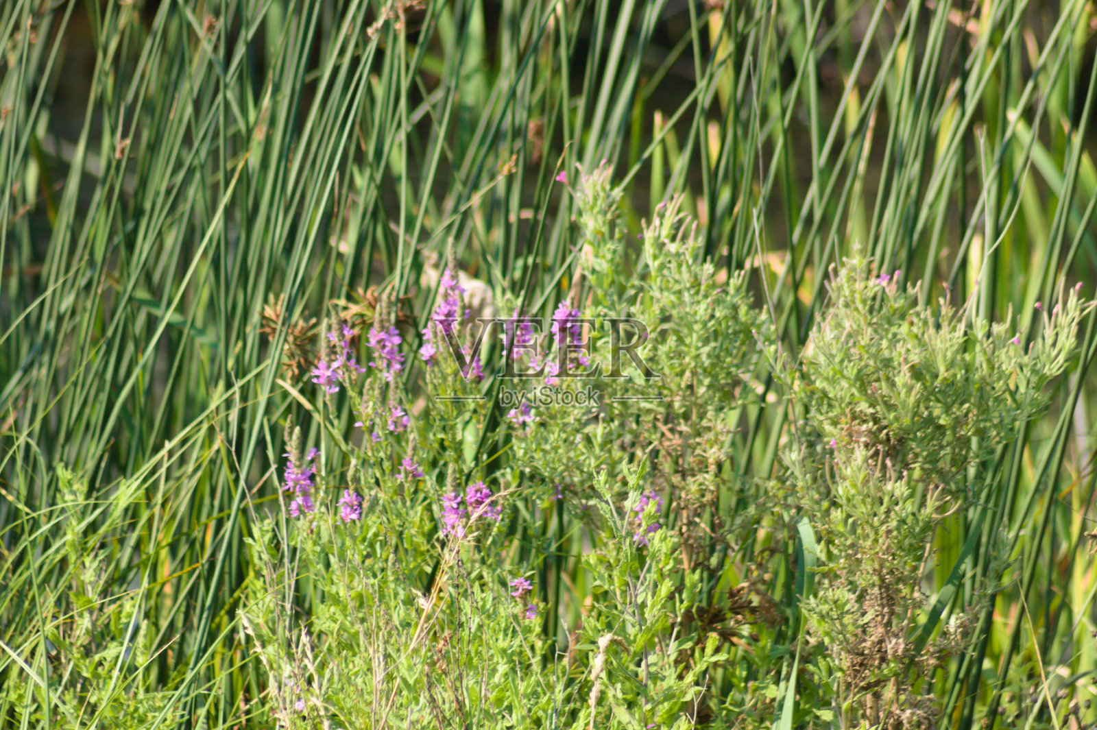 蓝色马鞭草花与前景选择性聚焦特写照片摄影图片
