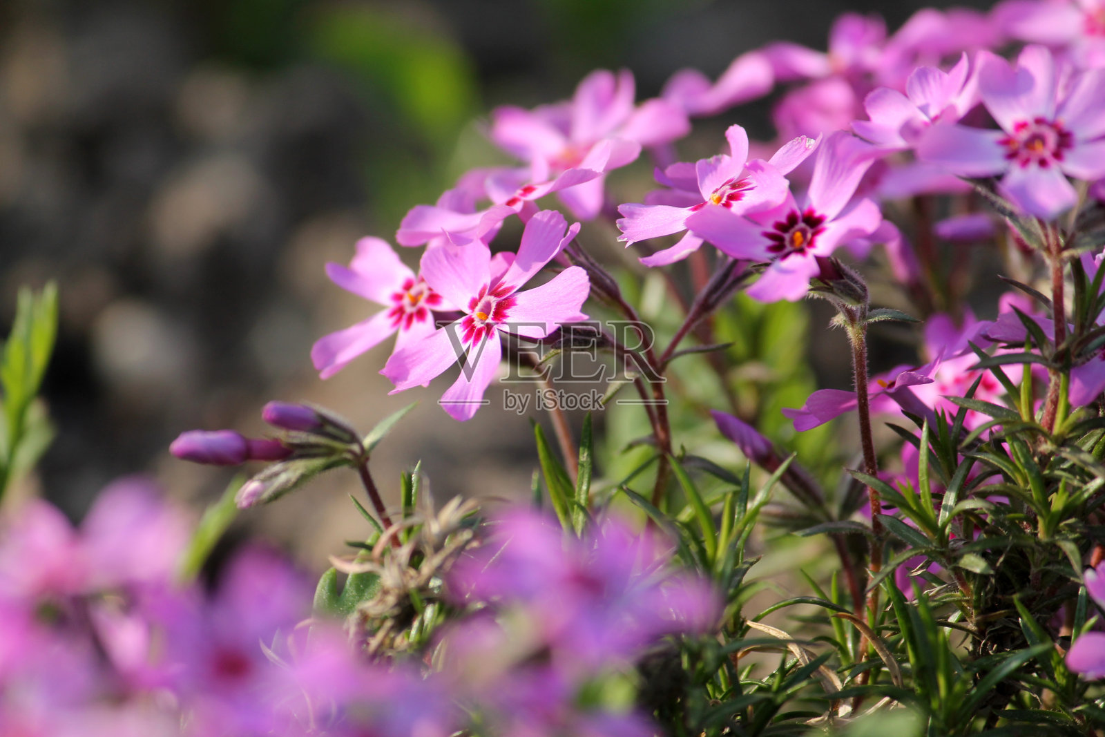 爬坡夹竹桃(phlox subulata)在花园里的粉红色花朵特写照片摄影图片
