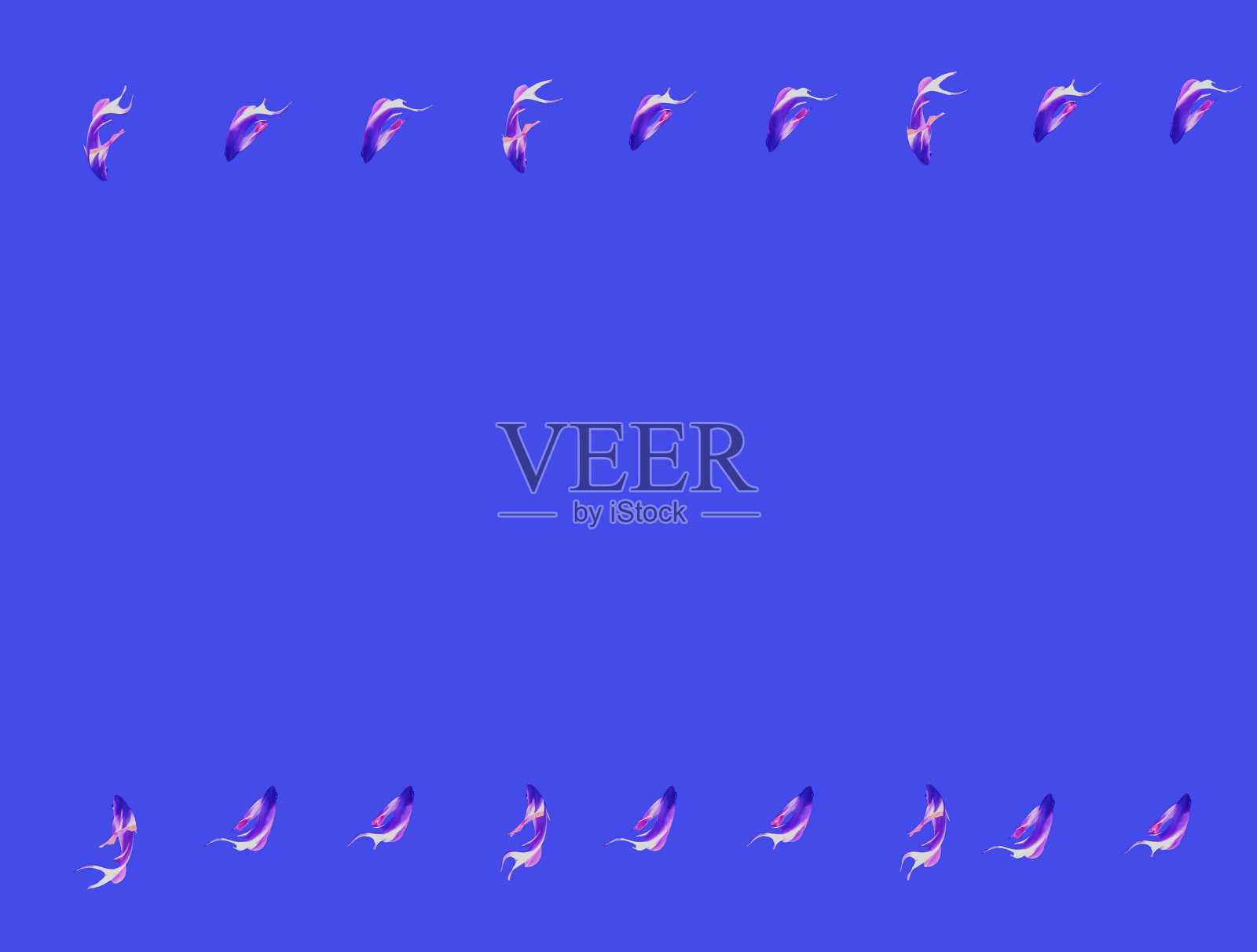 蓝色背景上，上下两排美丽弯曲的小鱼，文字空间，背景照片摄影图片