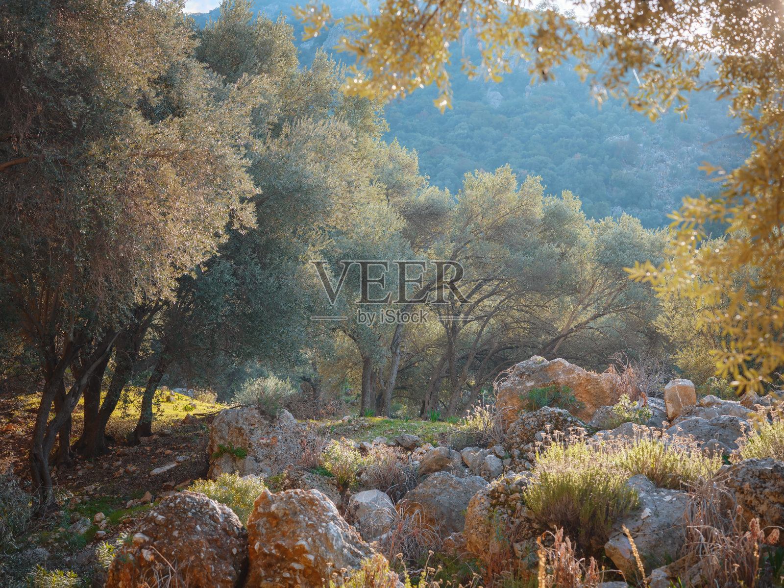 走在橄榄树林，收获准备生产特级初榨橄榄油照片摄影图片