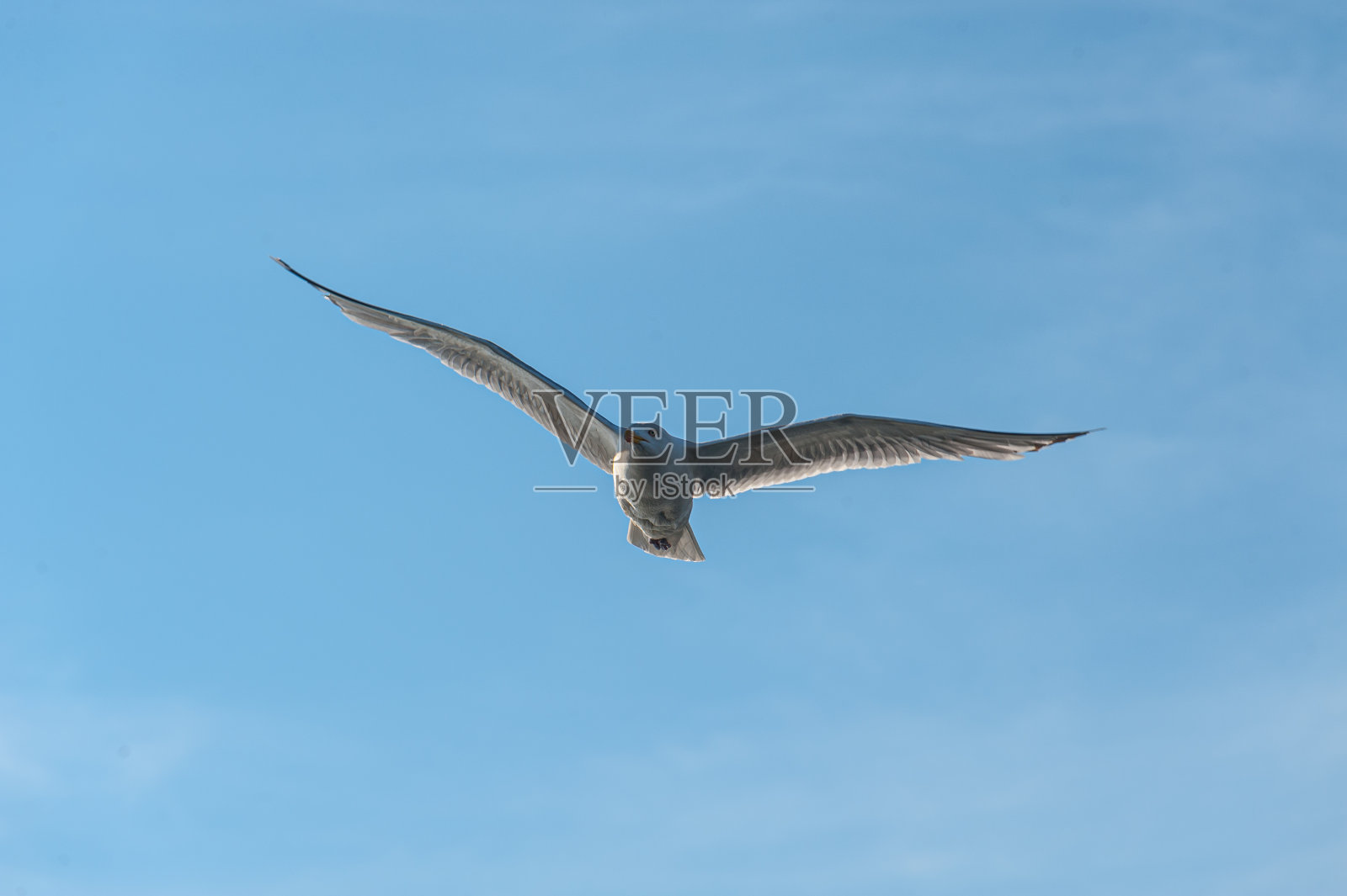 海鸥在蓝天中翱翔。照片摄影图片
