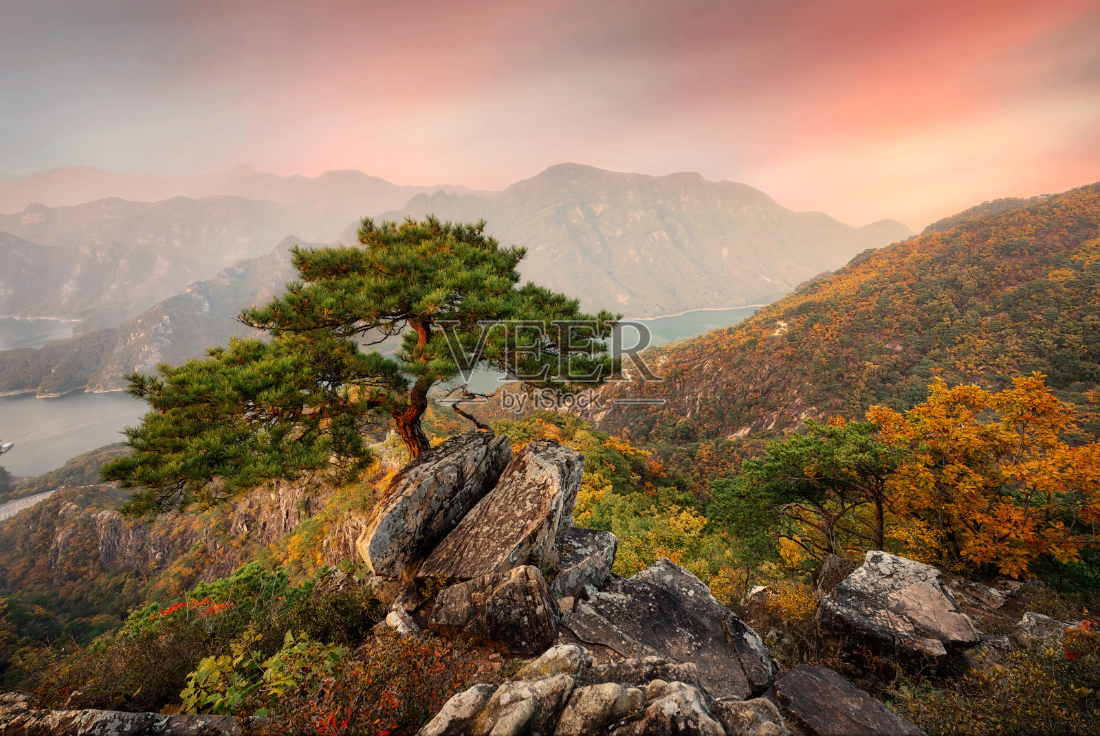 《济必峰松》拍摄于2021年11月照片摄影图片