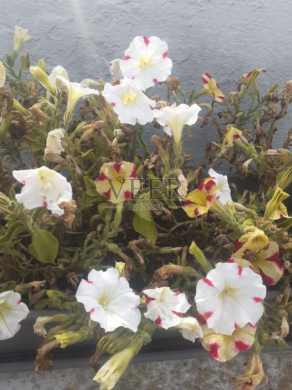 鲜花和植物照片摄影图片