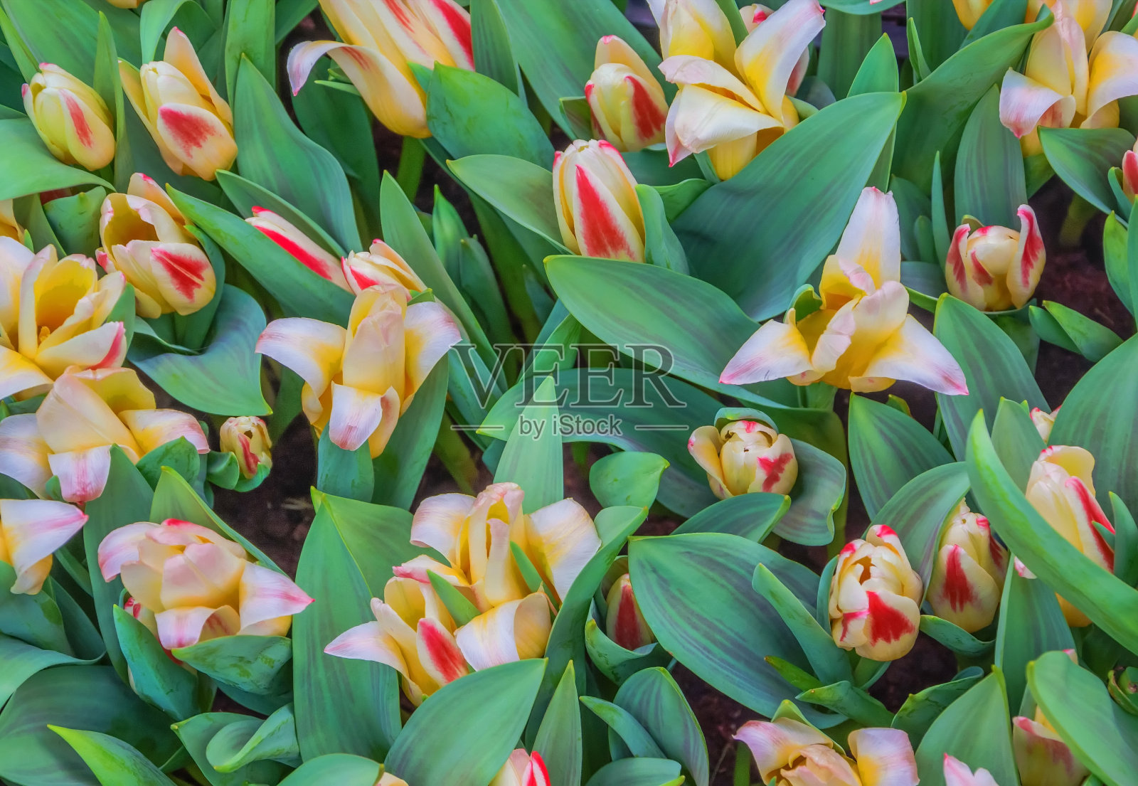 郁金香味蕾照片摄影图片