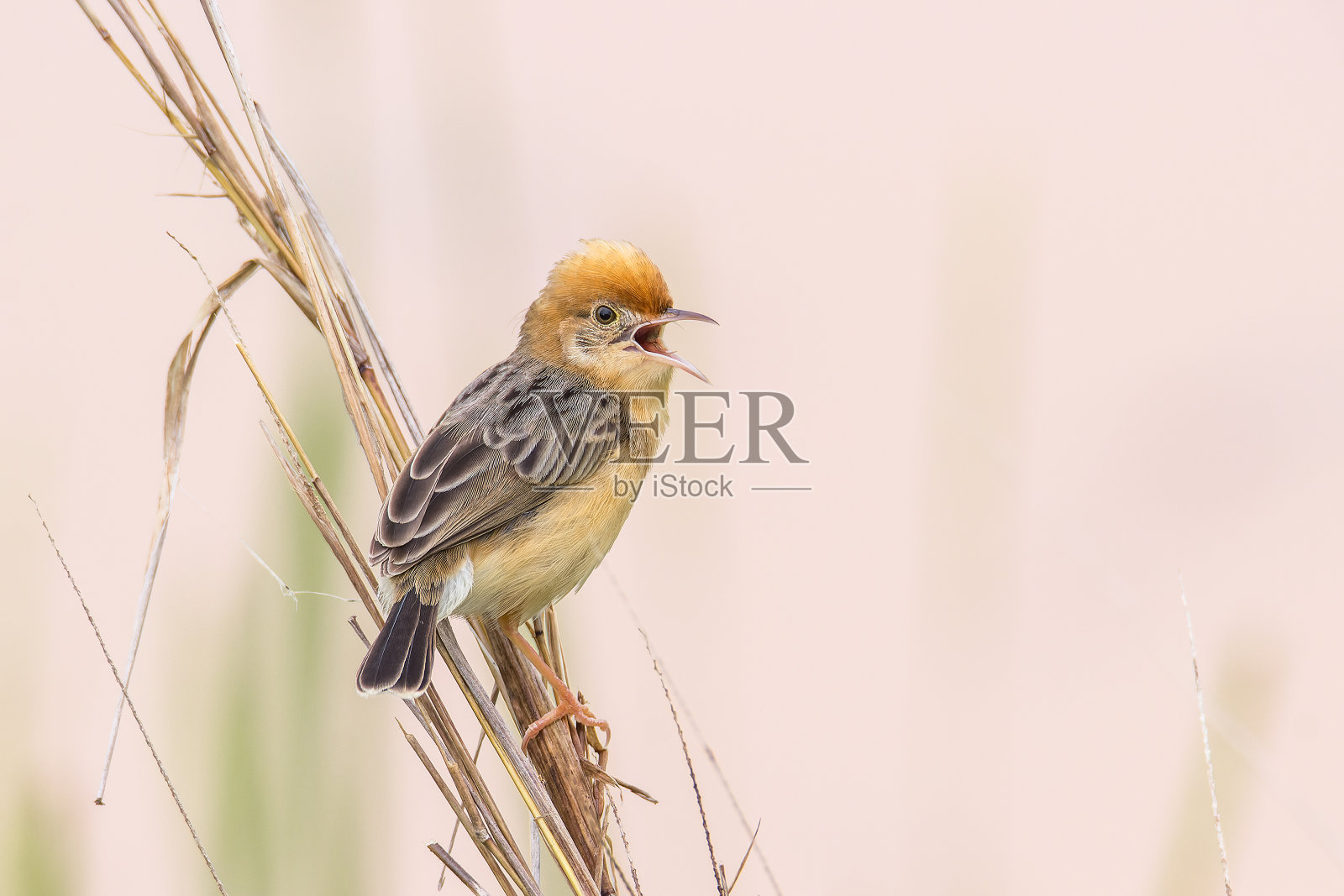 雄性金头Cisticola(亮顶Cisticola)在唱歌照片摄影图片