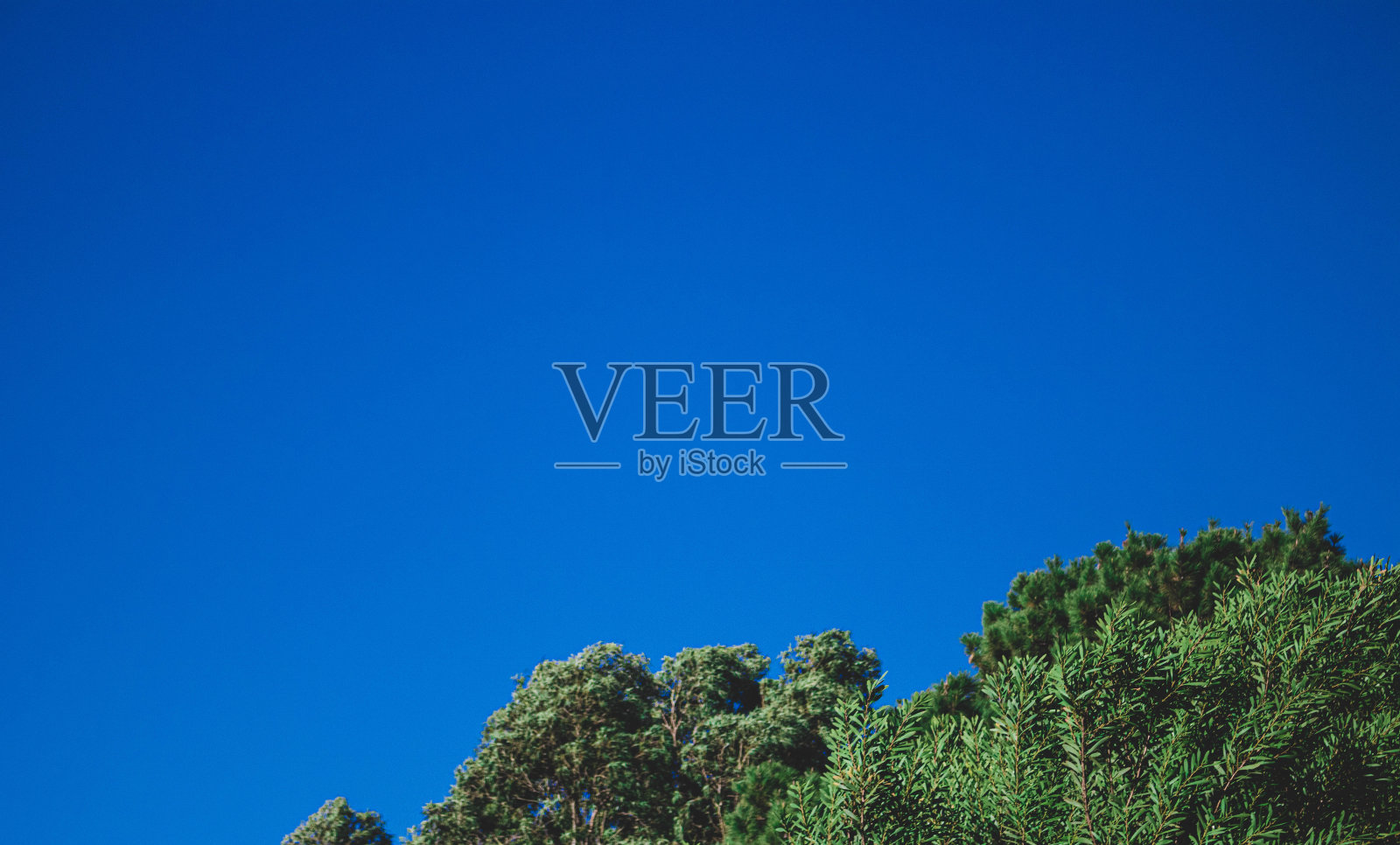 蓝色背景的树照片摄影图片