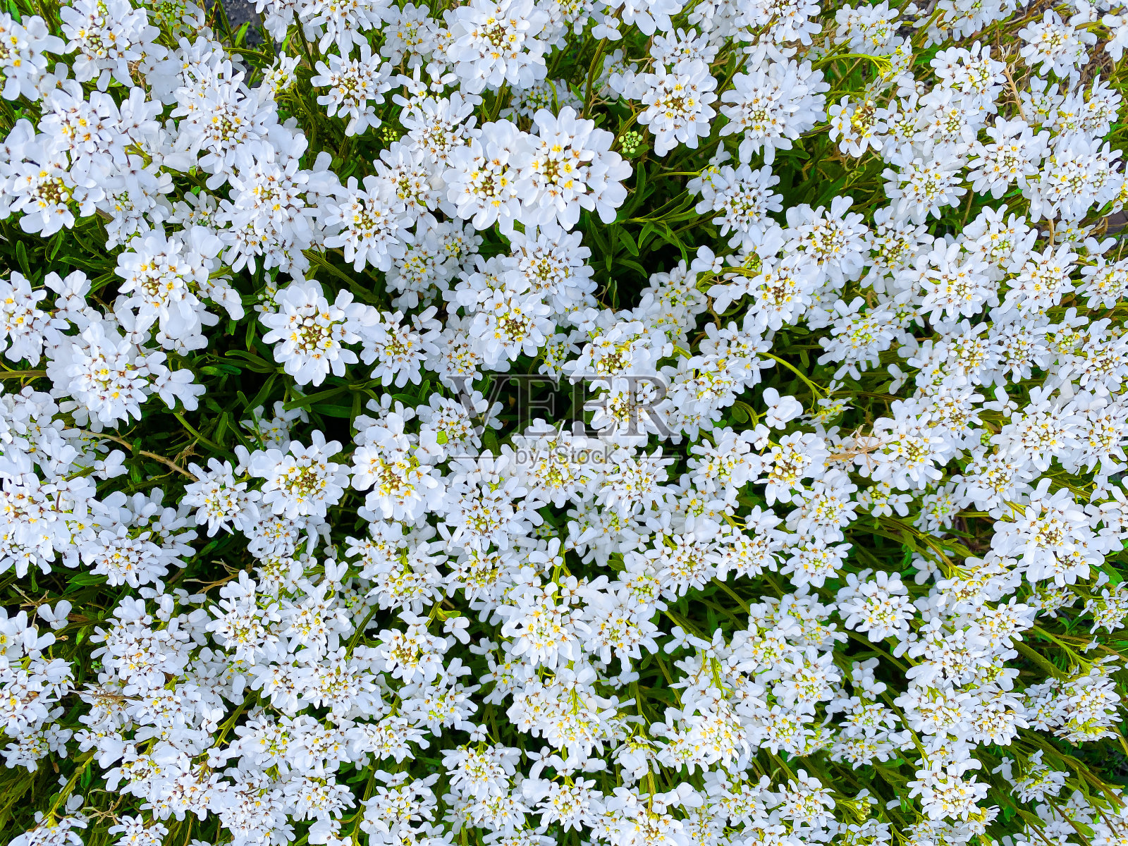 春天，白花盛开的后院花园花坛花庭院春天的季节照片摄影图片