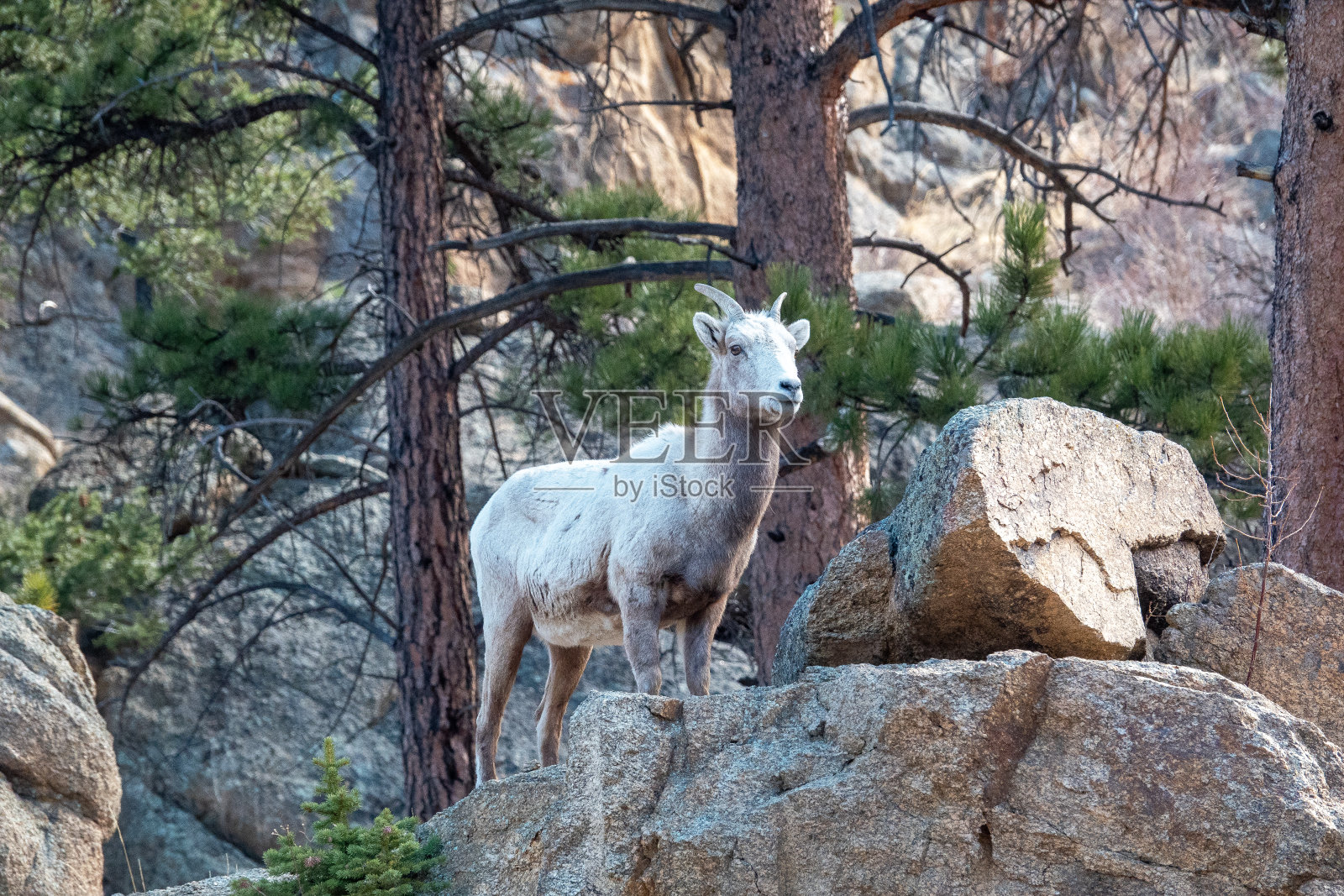 大角羊-埃斯蒂斯公园照片摄影图片