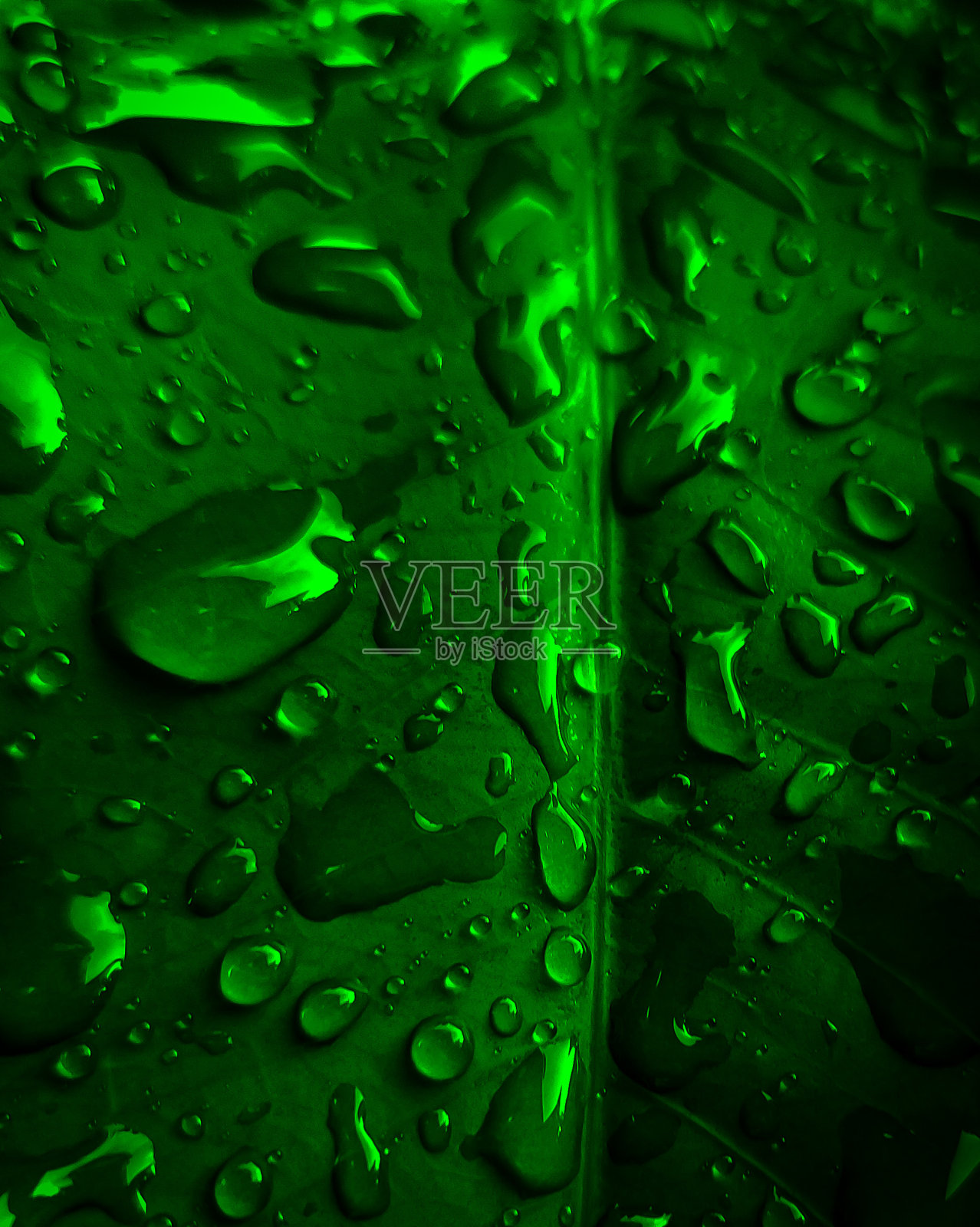 绿色的树叶照片摄影图片