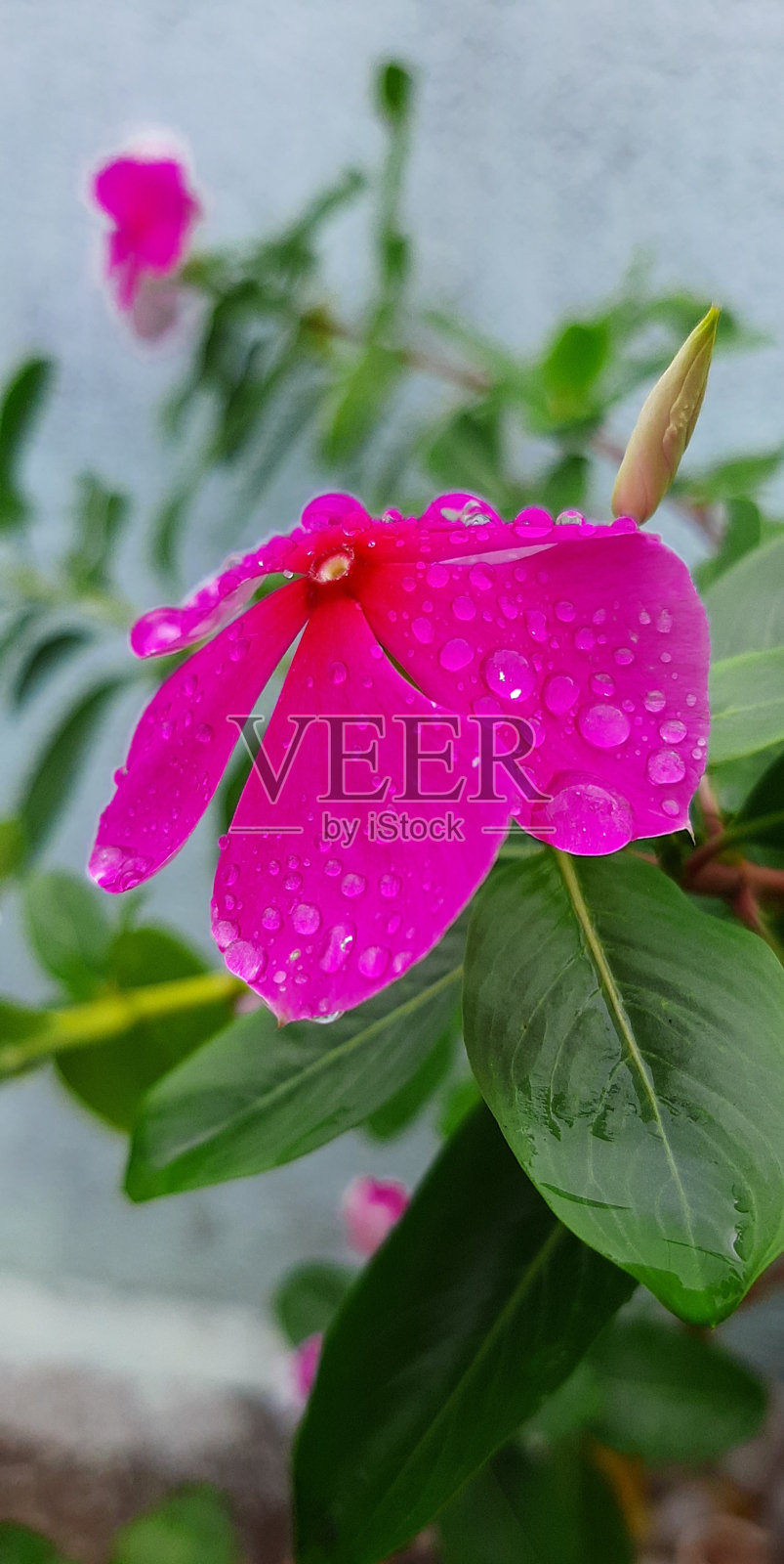 新鲜的5瓣粉红色花照片摄影图片