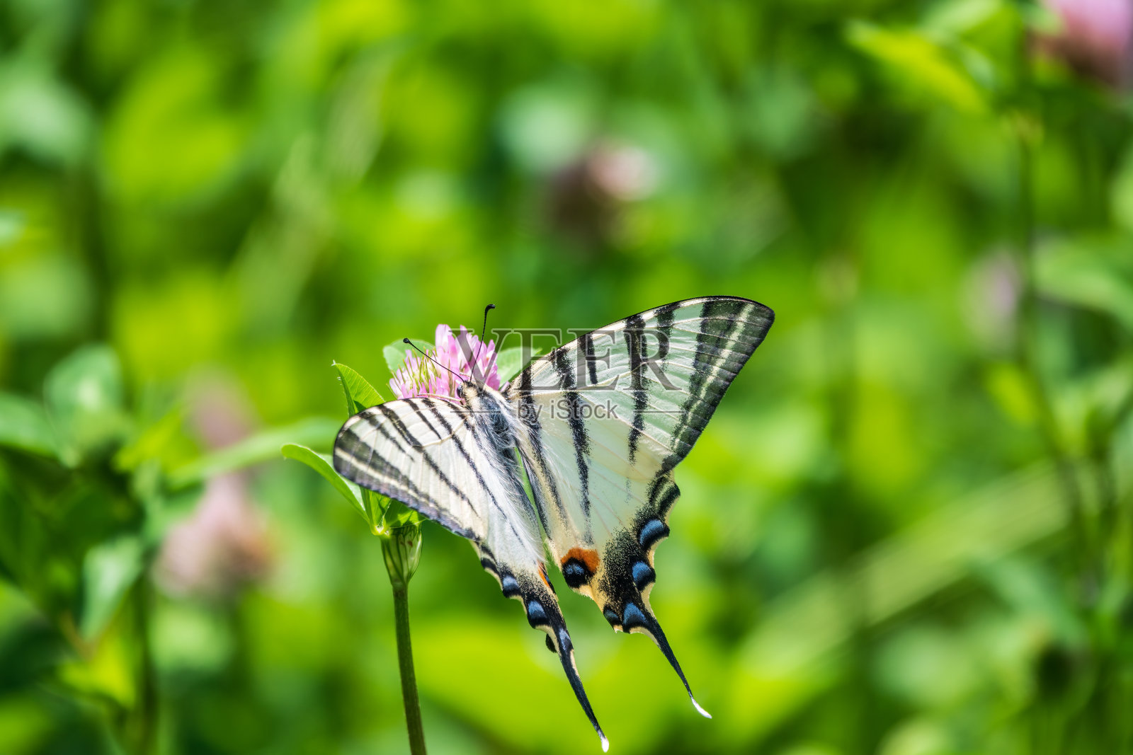 美丽的蝴蝶稀有的燕尾，帆燕尾，梨树燕尾，波达里乌斯。拉丁名Iphiclides podaliriu。蝴蝶在花上采蜜。照片摄影图片