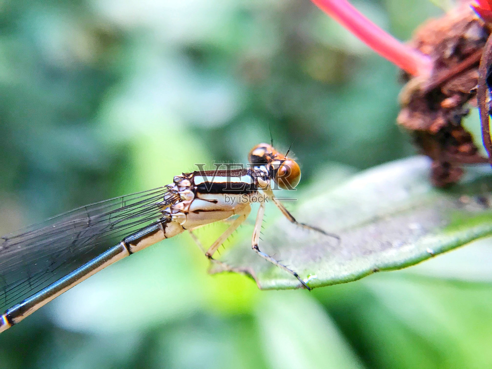 蜻蜓照片摄影图片