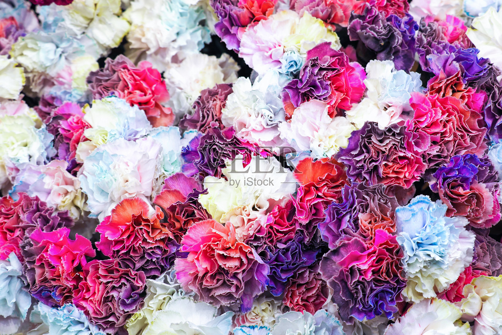 康乃馨混合石竹背景。罕见的石竹颜色，花束，俯视图照片摄影图片