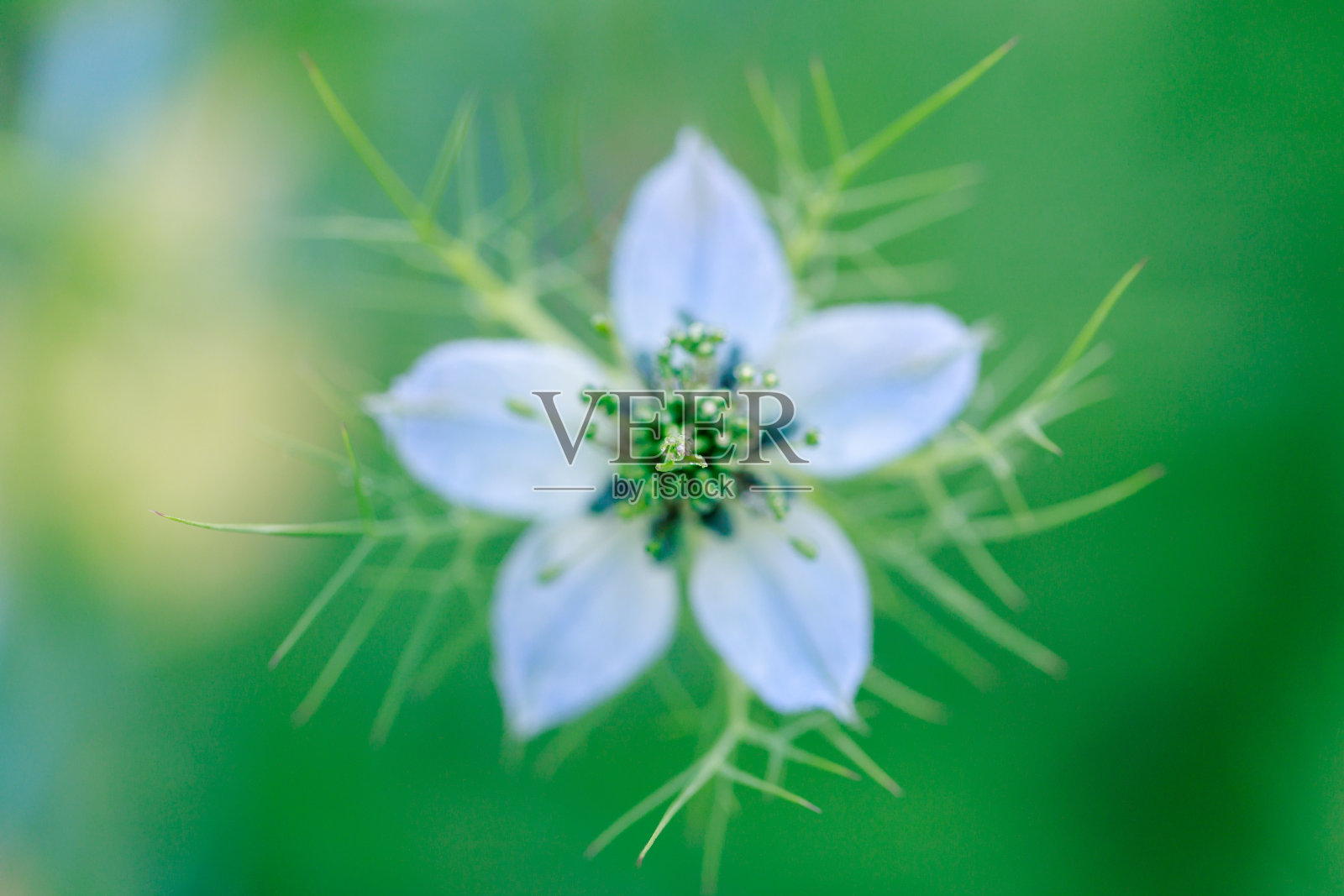 白色开花植物特写照片摄影图片
