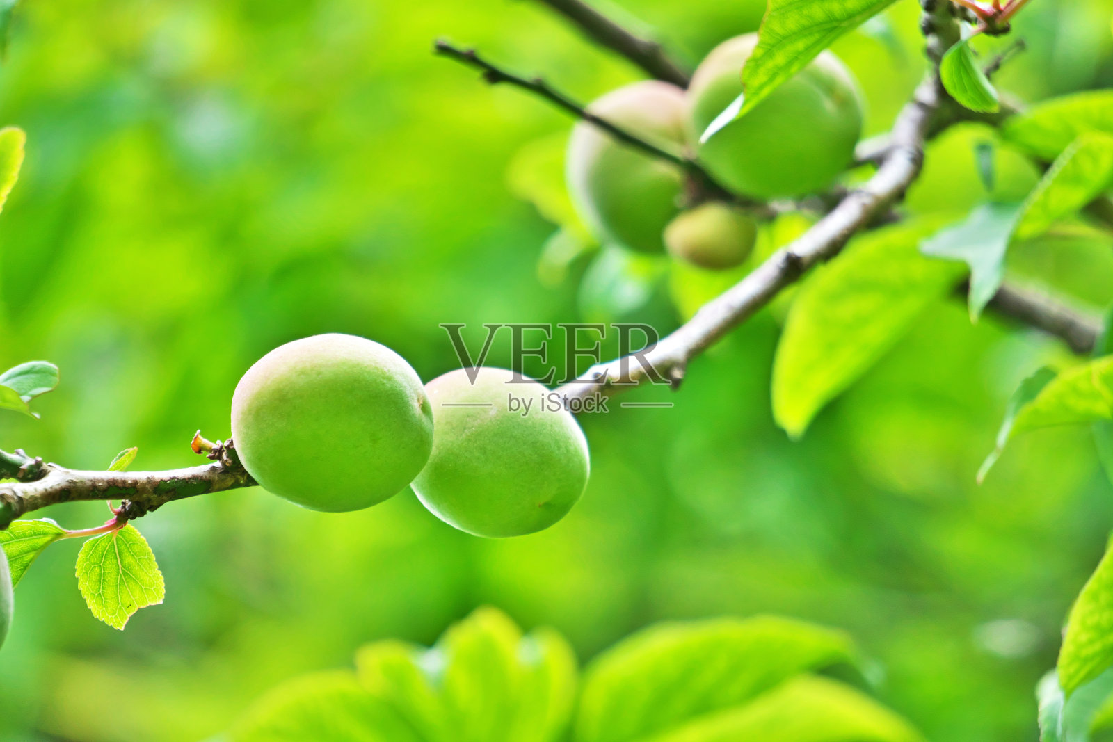 李子的果实照片摄影图片