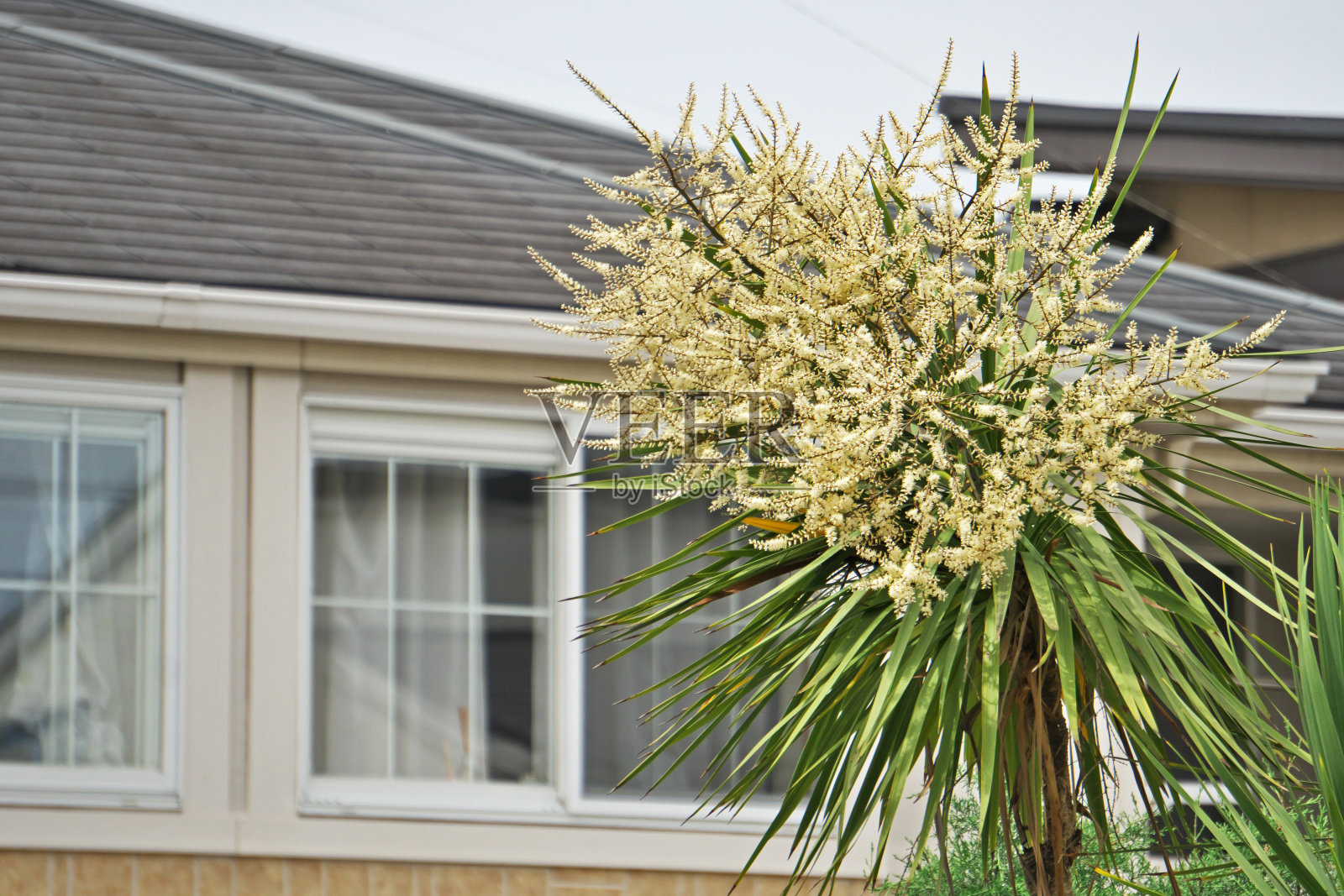 澳洲朱蕉照片摄影图片