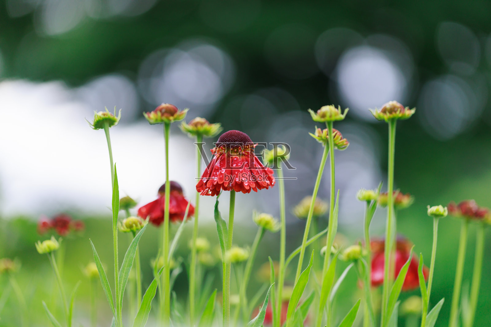花照片摄影图片