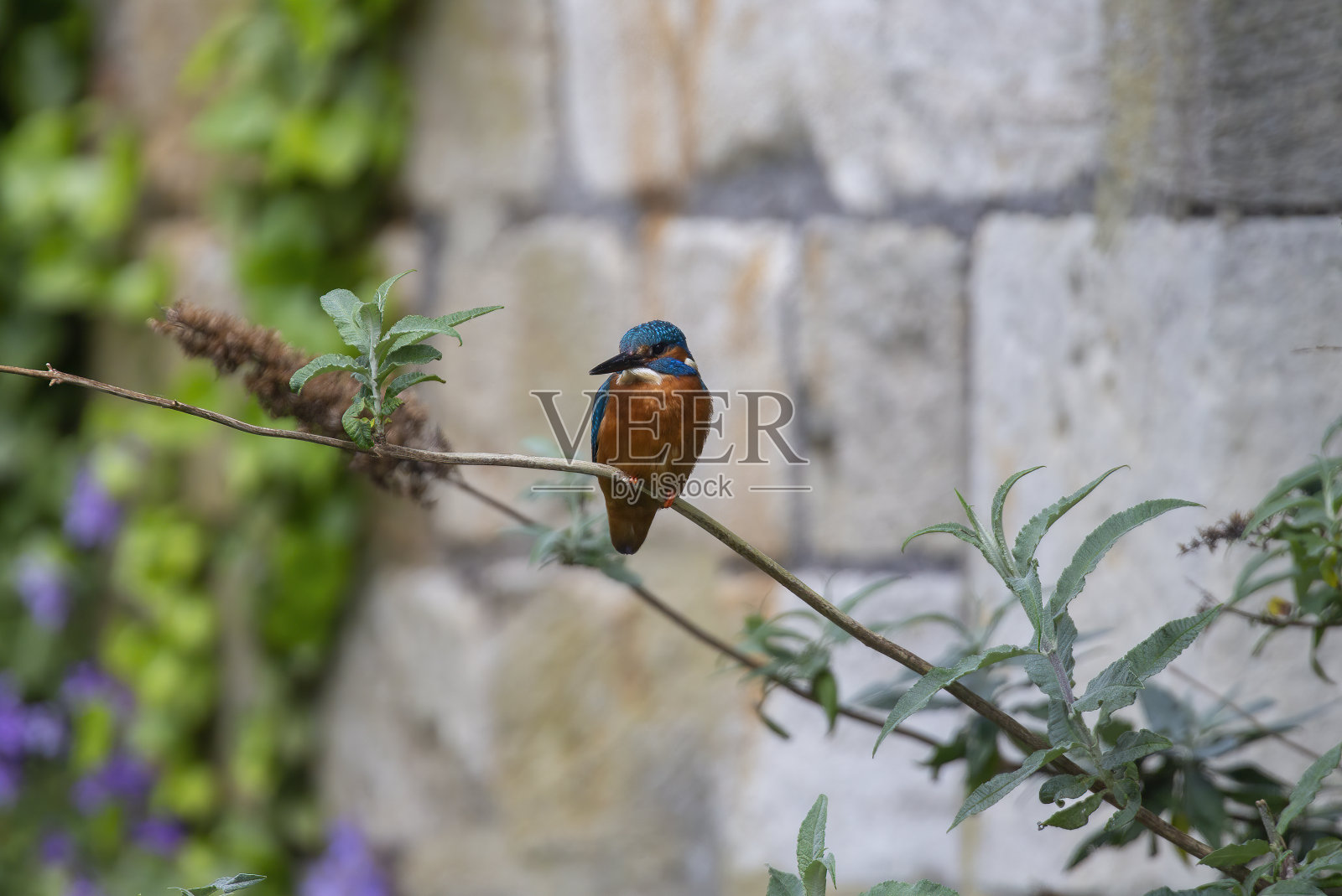 翠鸟照片摄影图片
