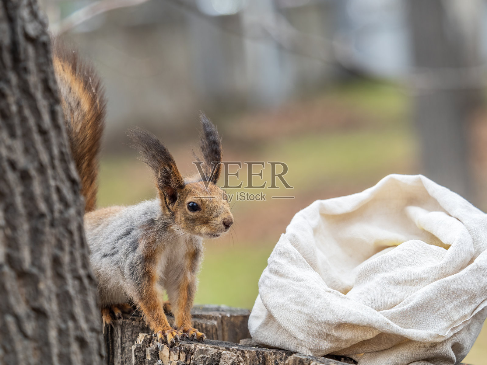 松鼠在春天或夏天坐在树桩上寻找食物。照片摄影图片