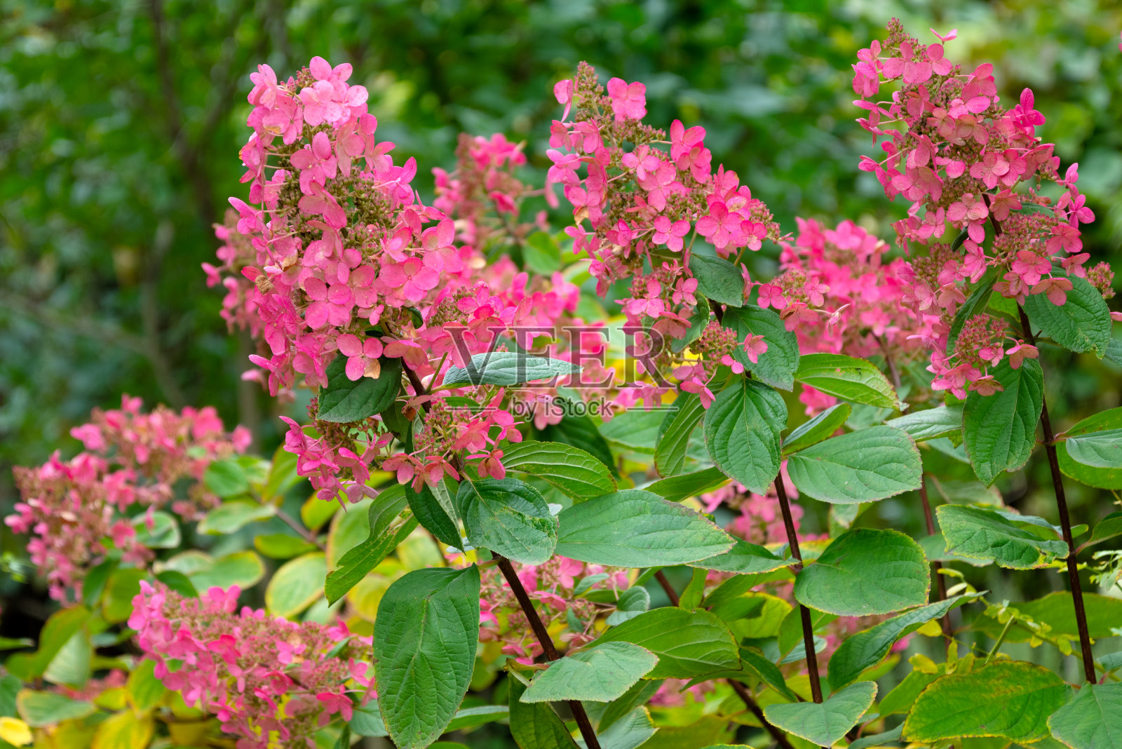 花园里盛开着粉红色花朵的绣球花丛照片摄影图片