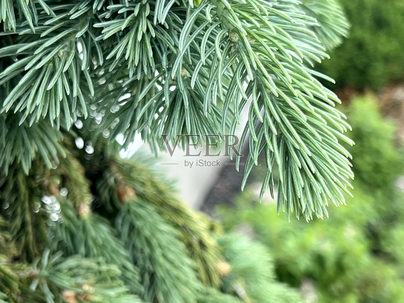 小云杉树照片摄影图片