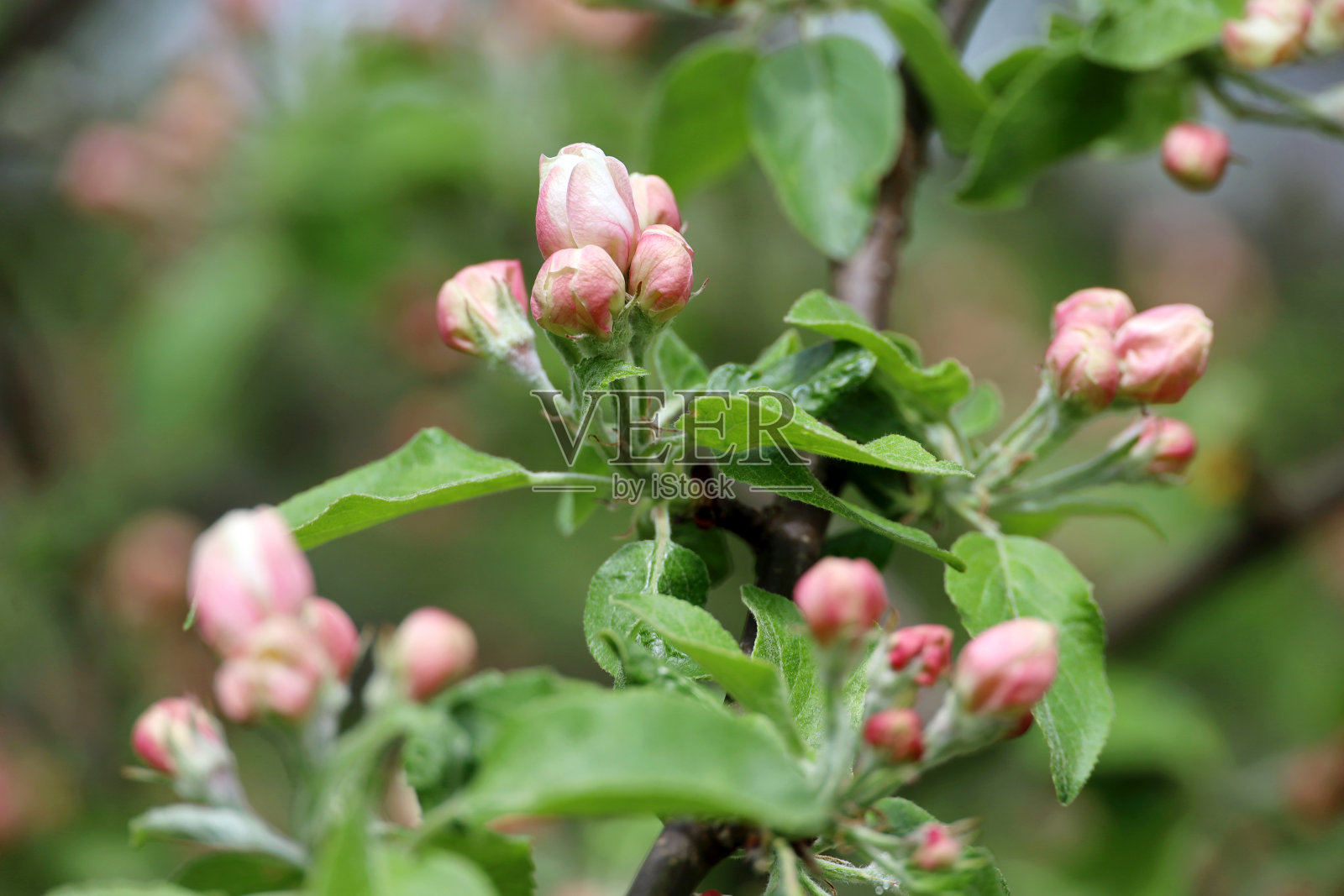 苹果花在春天花园里的树枝上照片摄影图片