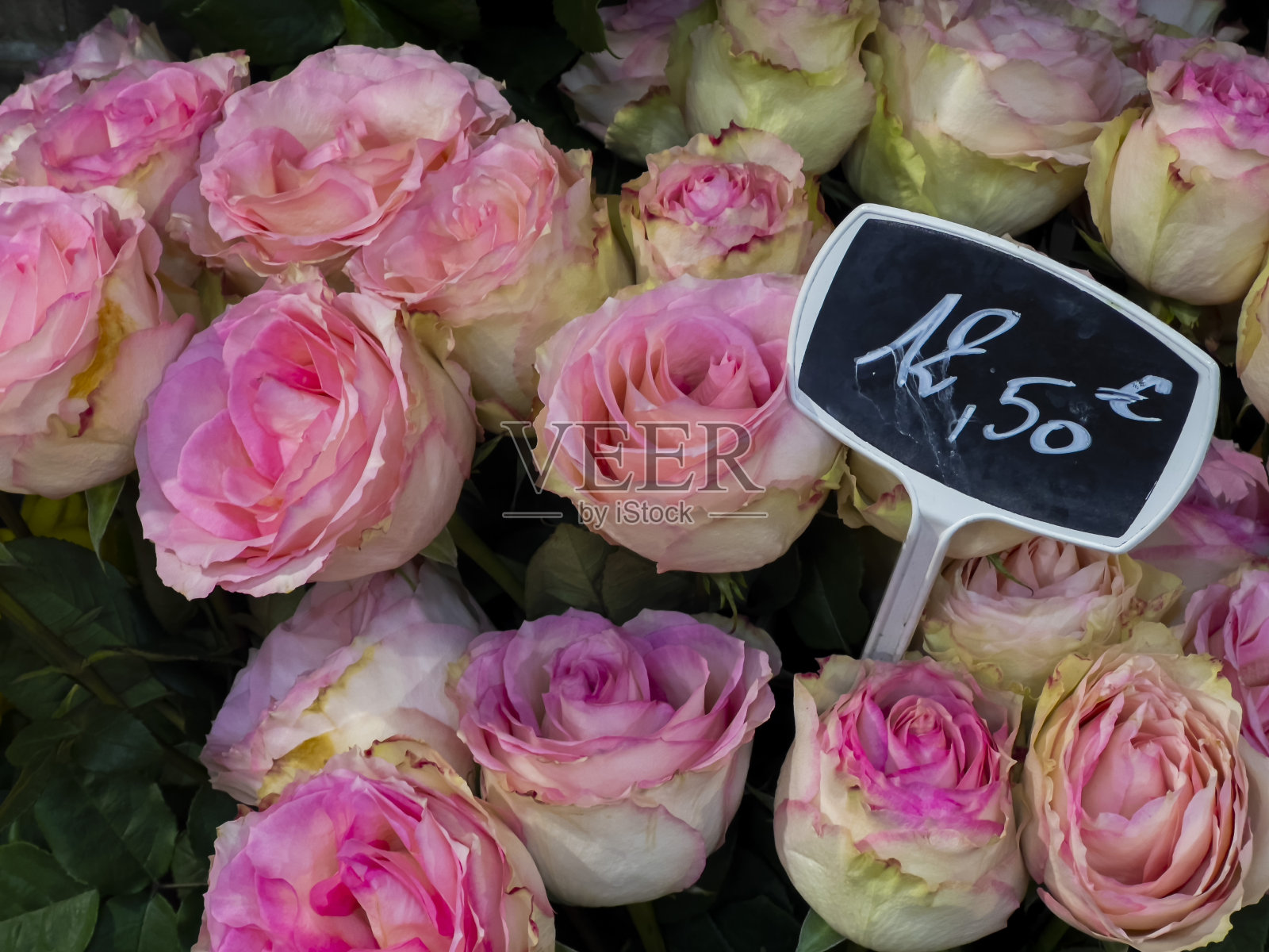 漂亮的粉色玫瑰，标价12,50欧元照片摄影图片