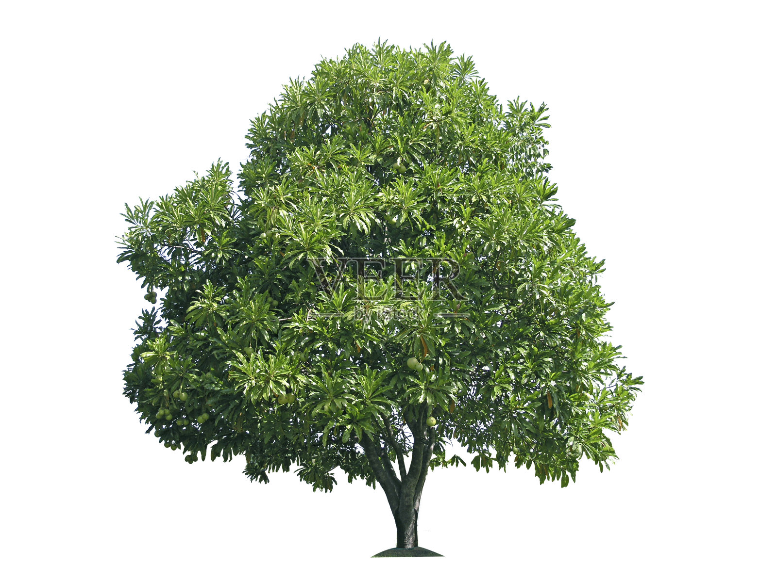 孤立的树在白色背景照片摄影图片