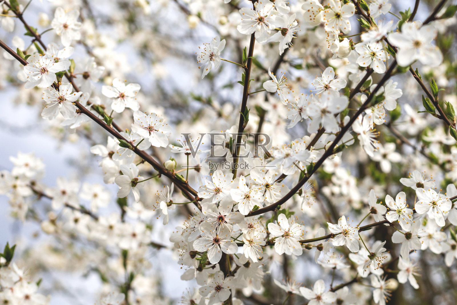 一棵盛开的春天自然之树的美丽背景照片摄影图片