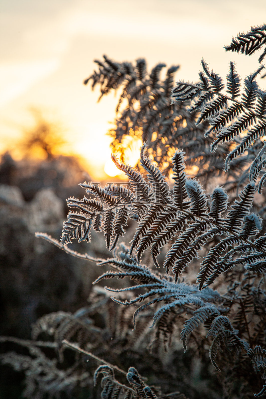 伦敦冬天的早晨，欧洲蕨被冻得像霜一样照片摄影图片
