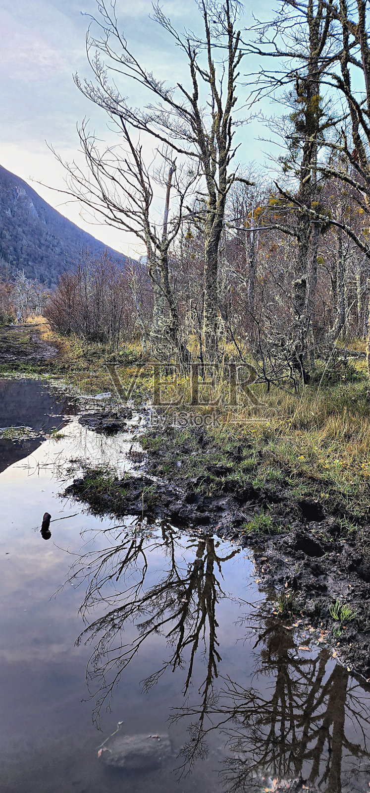 森林里的一滩水照片摄影图片
