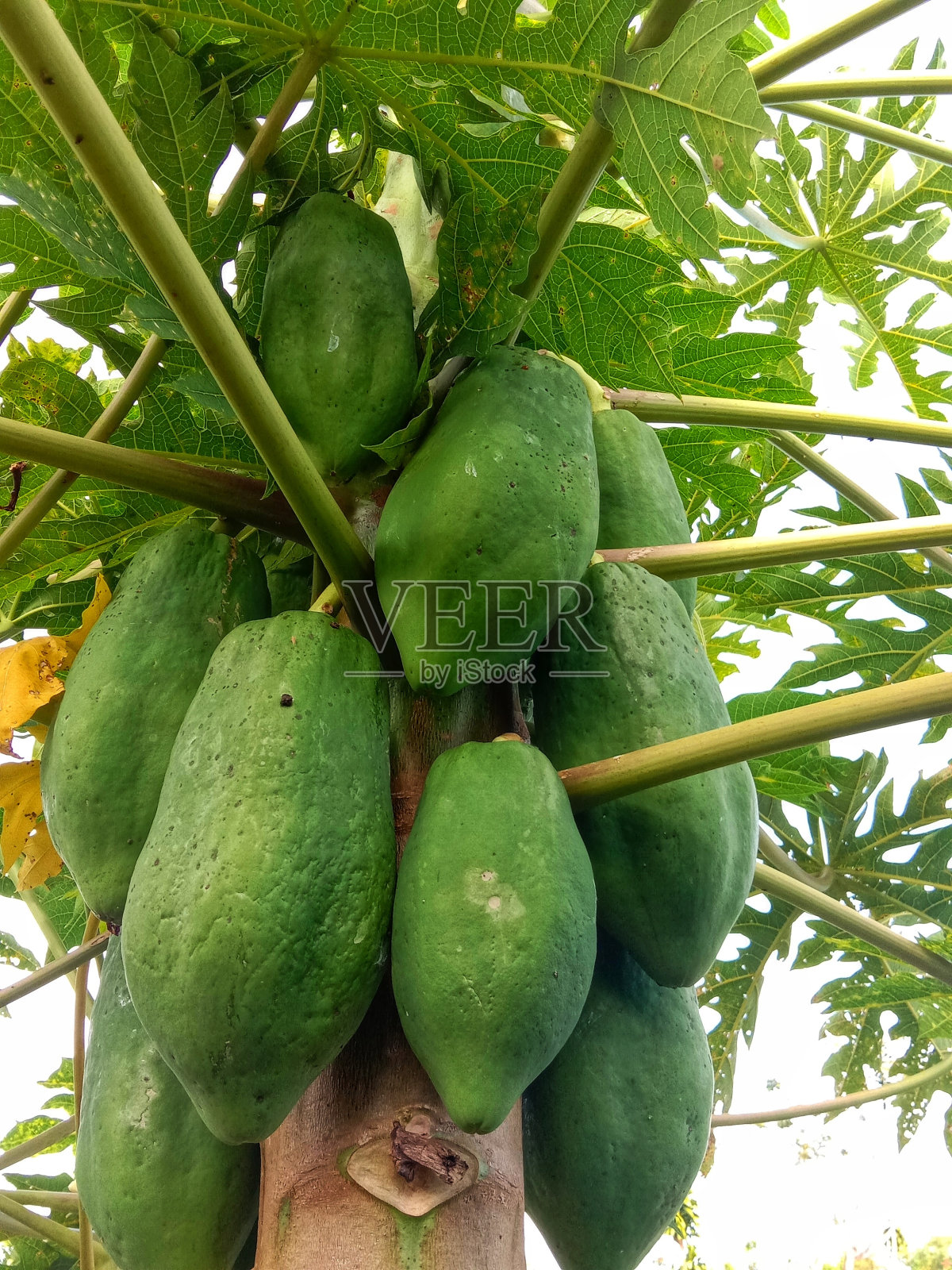 未成熟的番木瓜在树上是绿色的，有着浓密的绿叶照片摄影图片