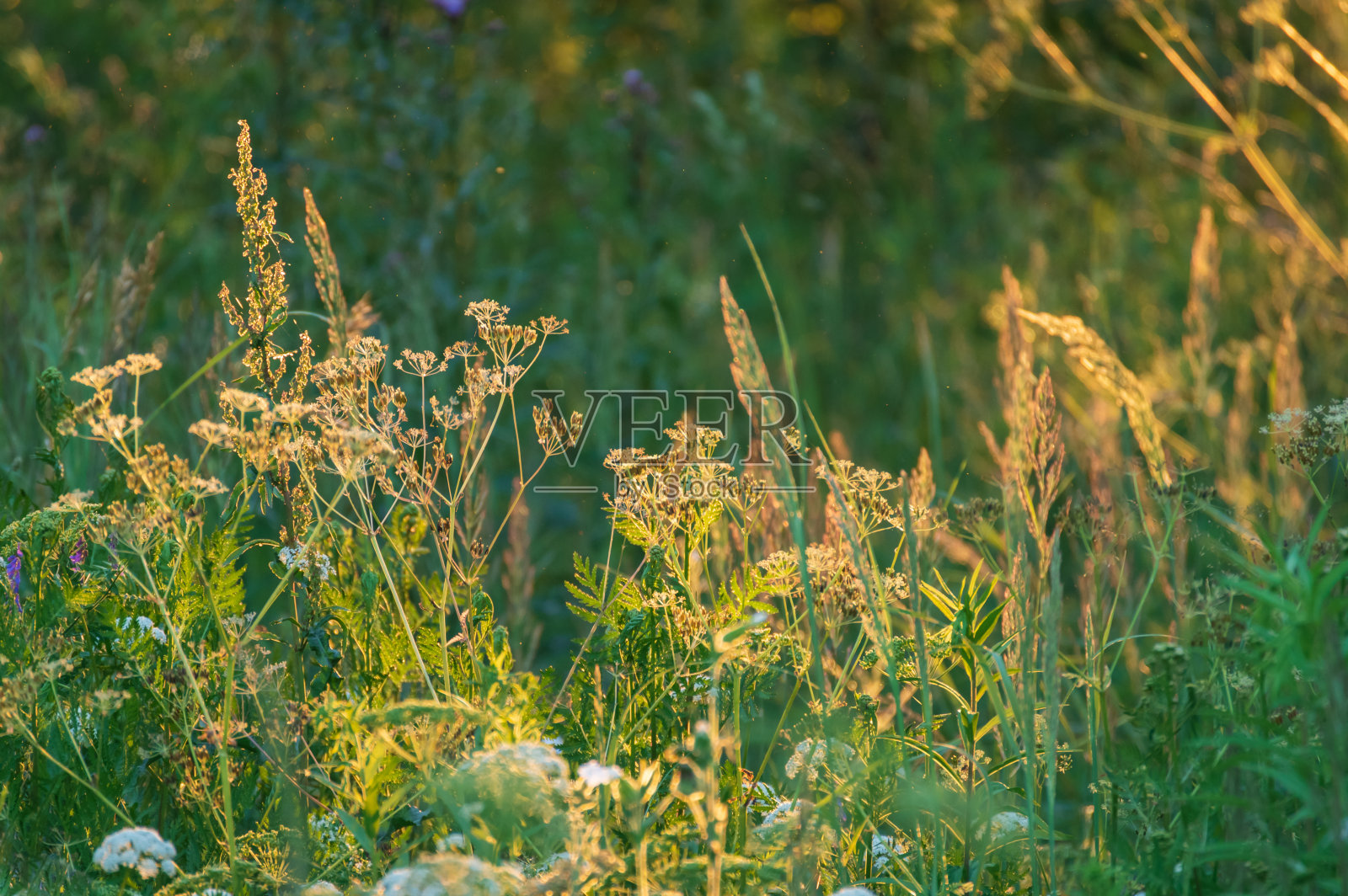 夏日傍晚，拉脱维亚的草地被背光染成金色照片摄影图片