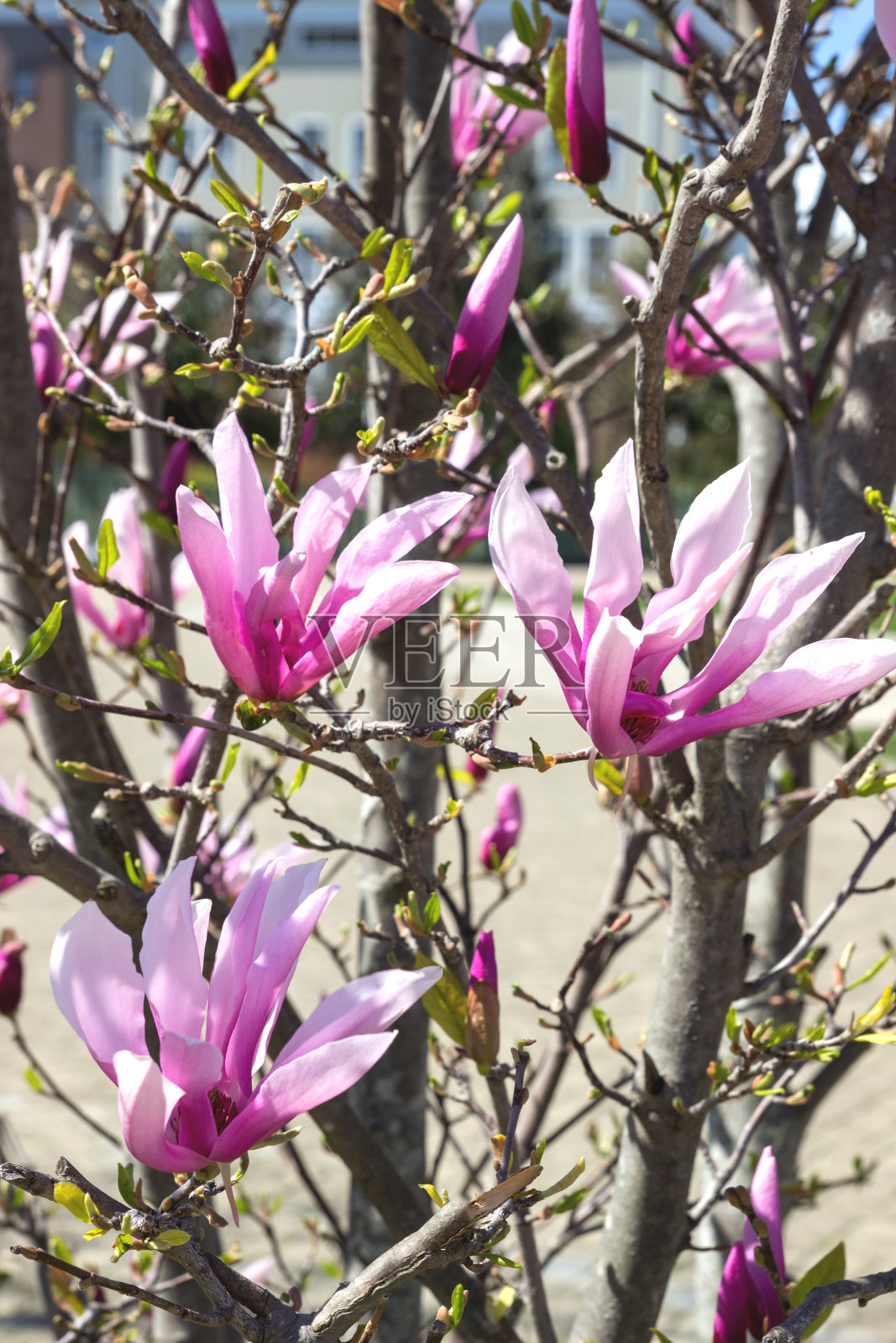 木兰树的枝干上开着许多粉红色的大花。照片摄影图片