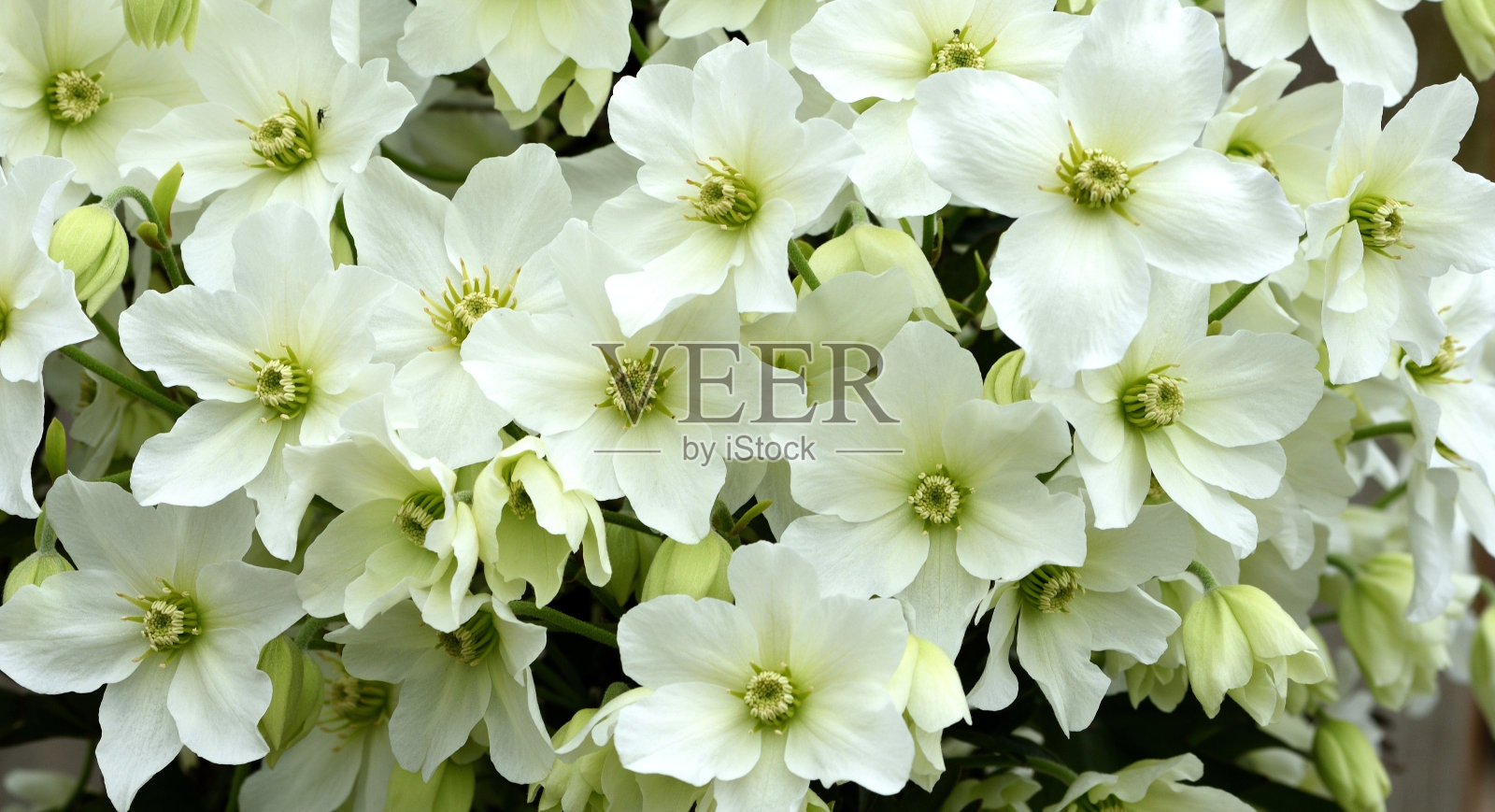 铁线莲雪崩。照片摄影图片