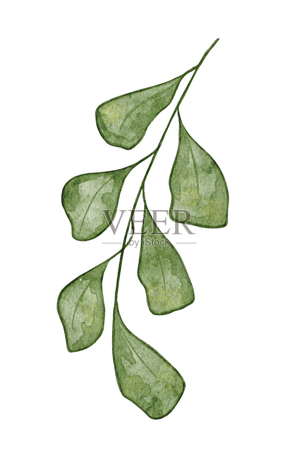 水彩现实的绿叶枝。手绘植物插图孤立在白色背景。插画图片素材