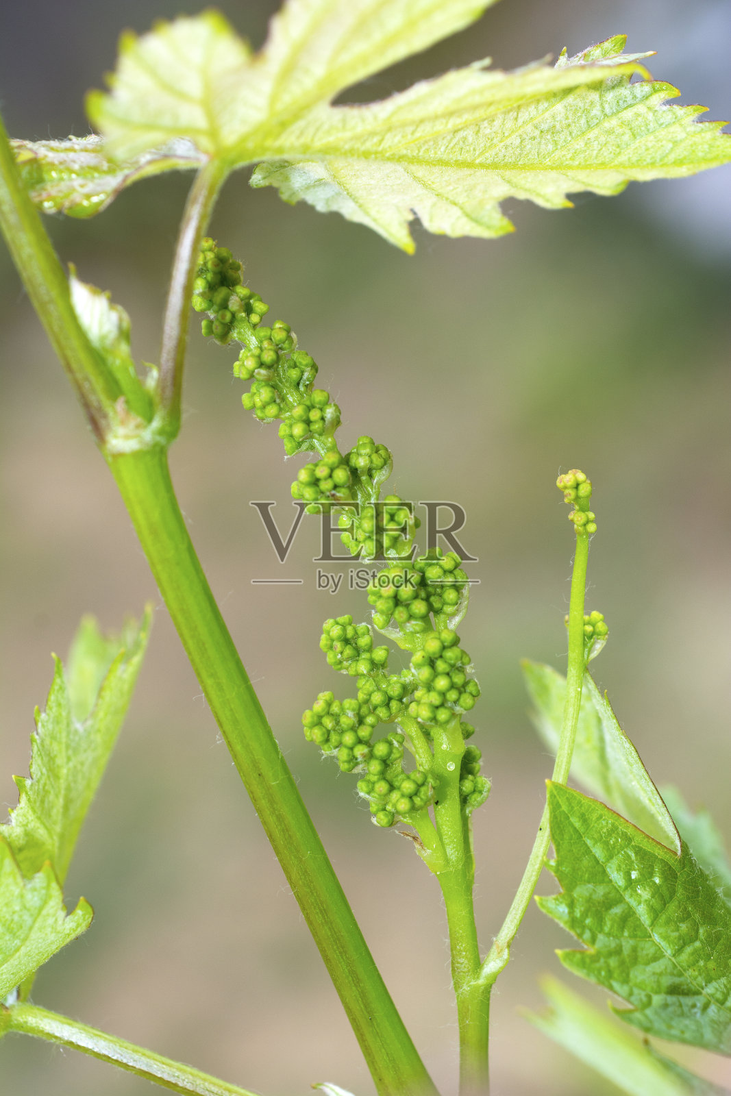 葡萄藤开花的特写，葡萄开花照片摄影图片