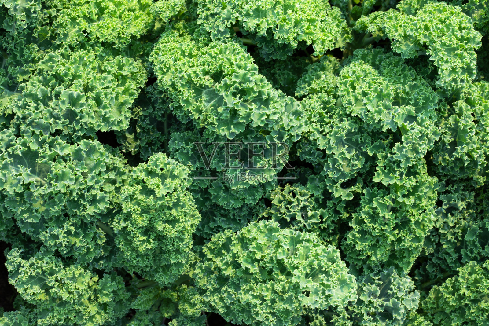 生的羽衣甘蓝叶，天然的食物背景照片摄影图片