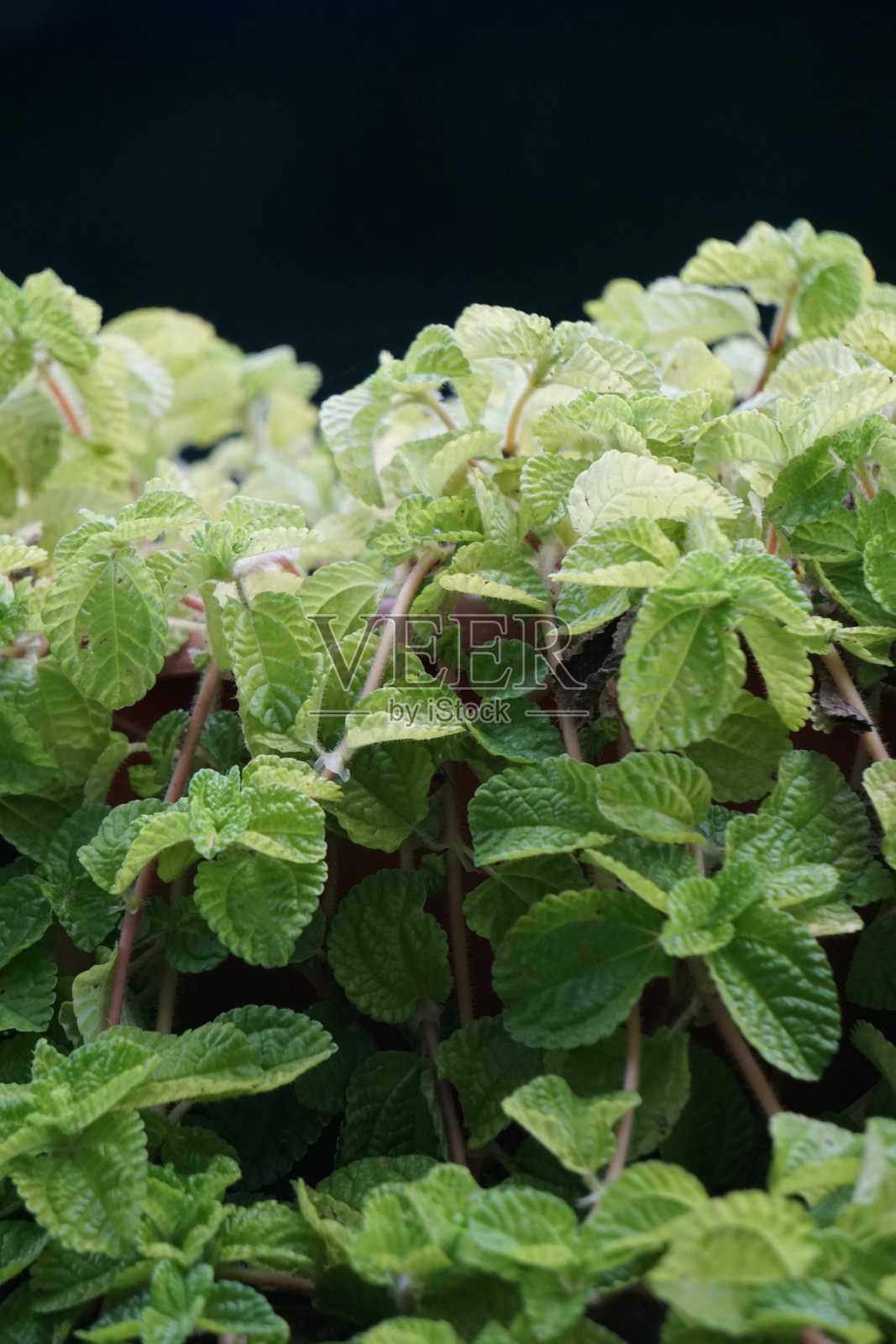 带有自然背景的薄荷植物。这种植物常被用作草药饮料照片摄影图片