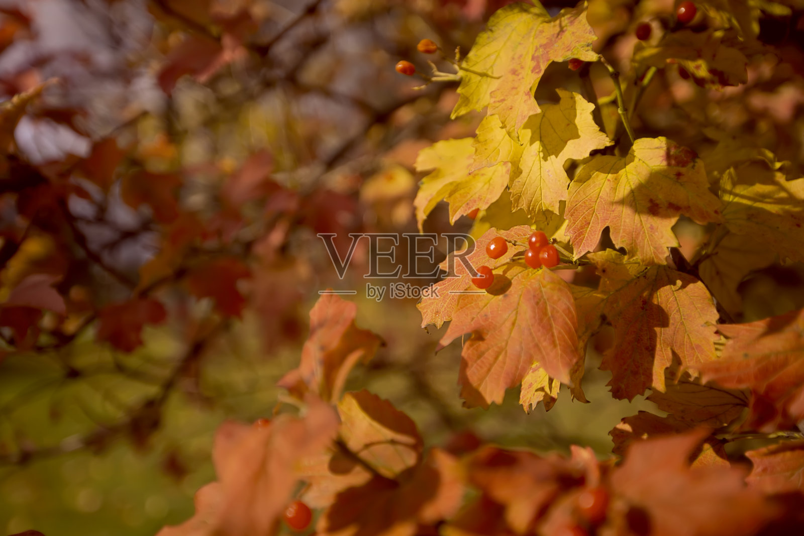 秋天黄色的背景与枫叶。照片摄影图片